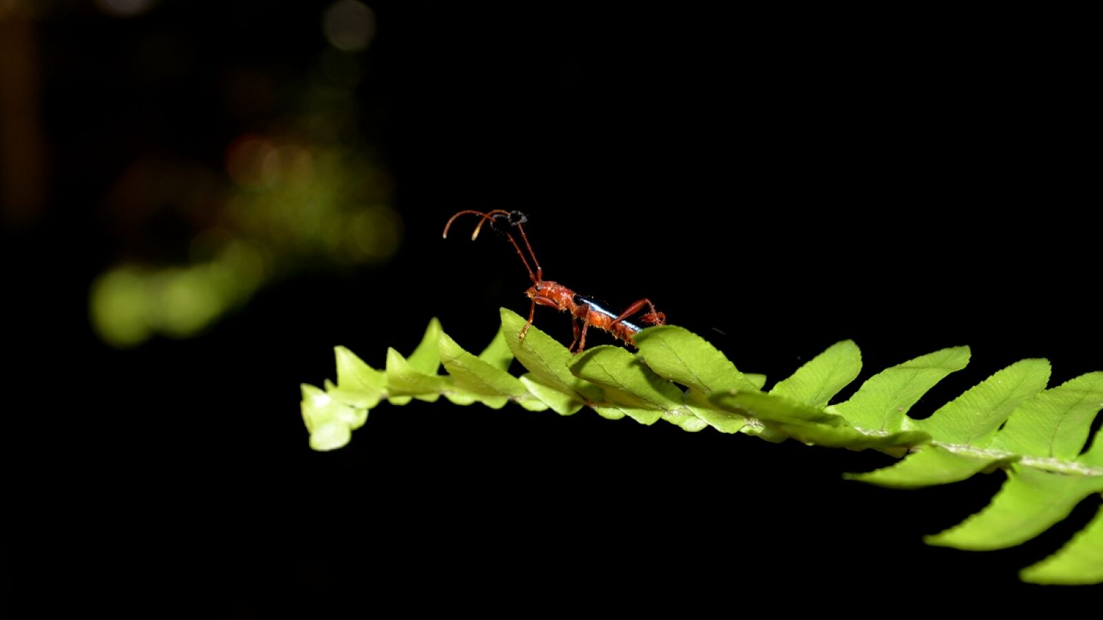 Nikon D5100 sample photo
