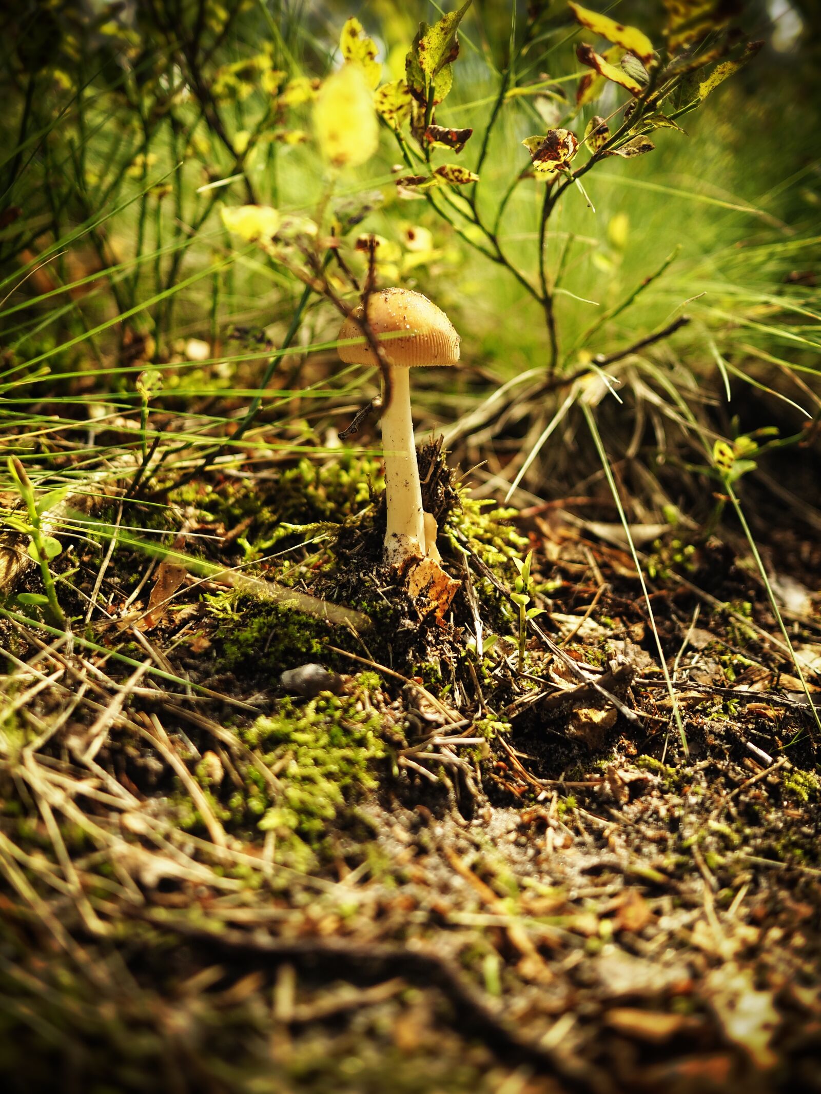 Olympus OM-D E-M10 + Olympus M.Zuiko Digital 17mm F1.8 sample photo. Mushroom, forest, nature photography