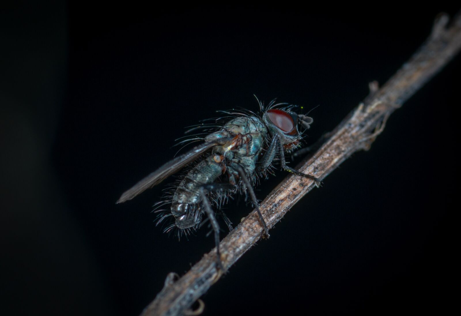 Sony a7R II sample photo. Insect, fly, wing photography