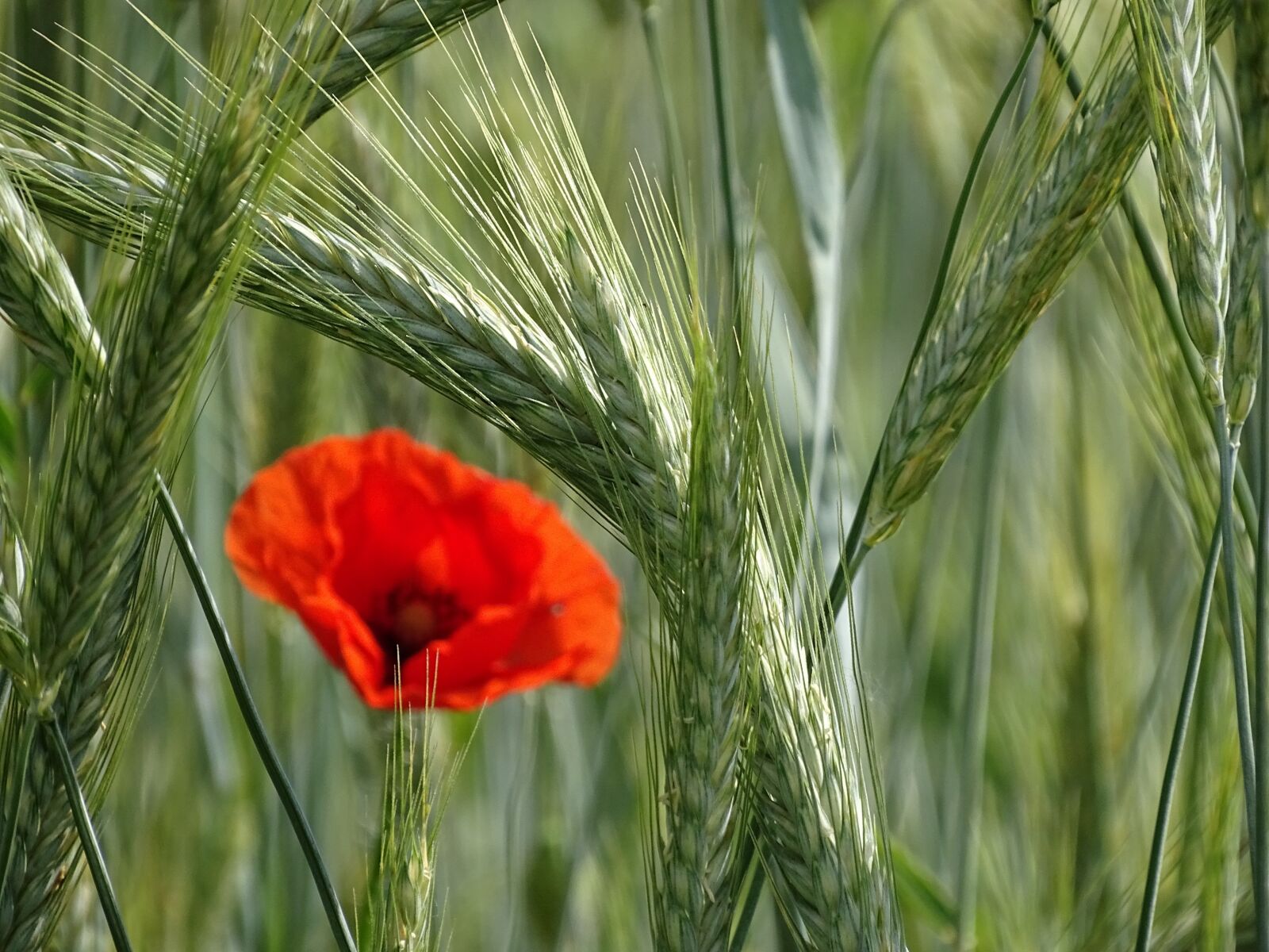 Sony Cyber-shot DSC-HX400V sample photo. Cornfield, cereals, nature photography