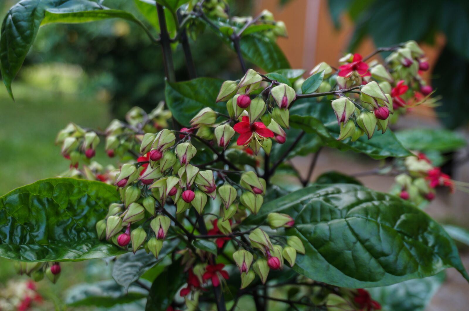 Sony Alpha NEX-3N + Sony E 16-50mm F3.5-5.6 PZ OSS sample photo. Nature, flower, plant photography