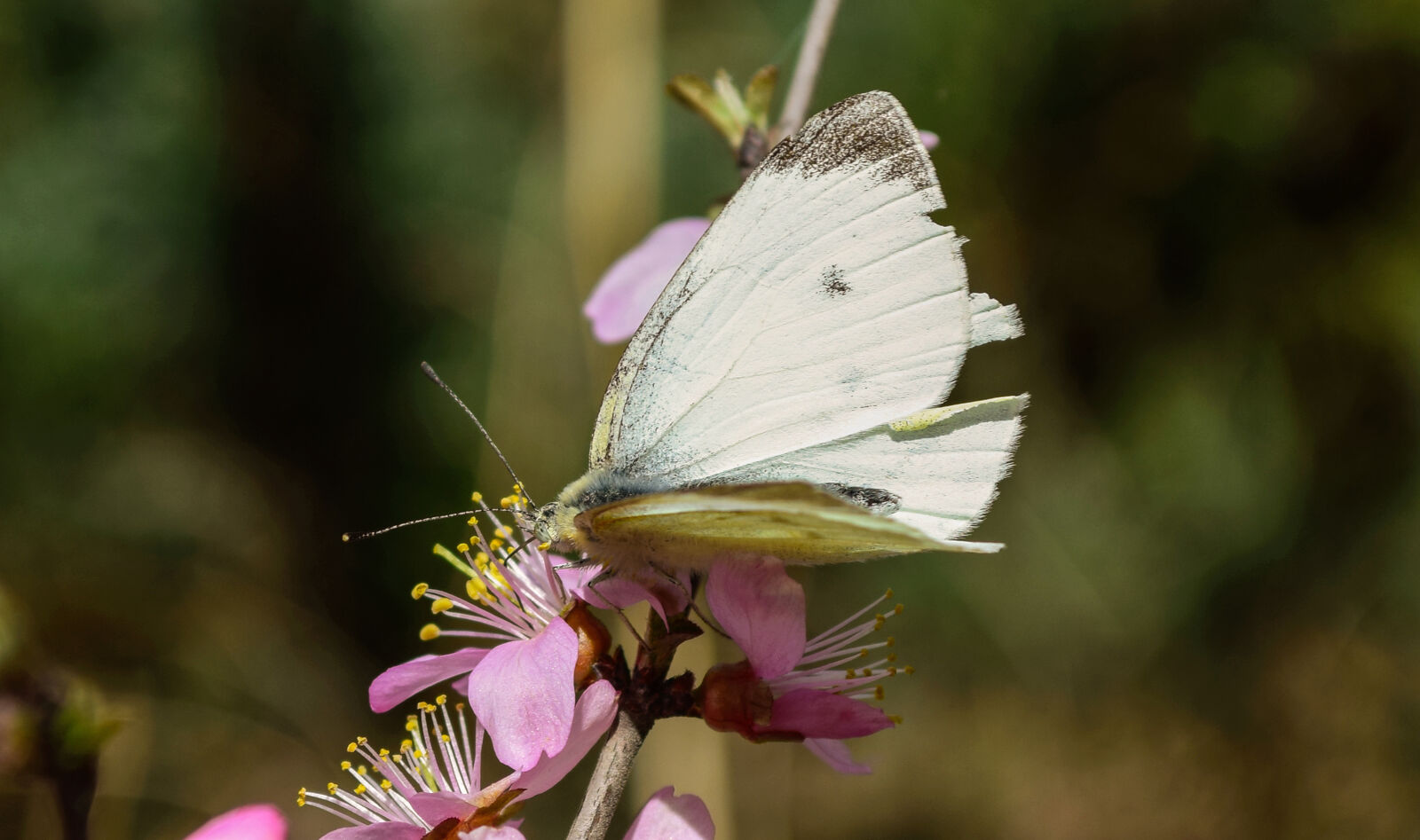Nikon D5300 sample photo