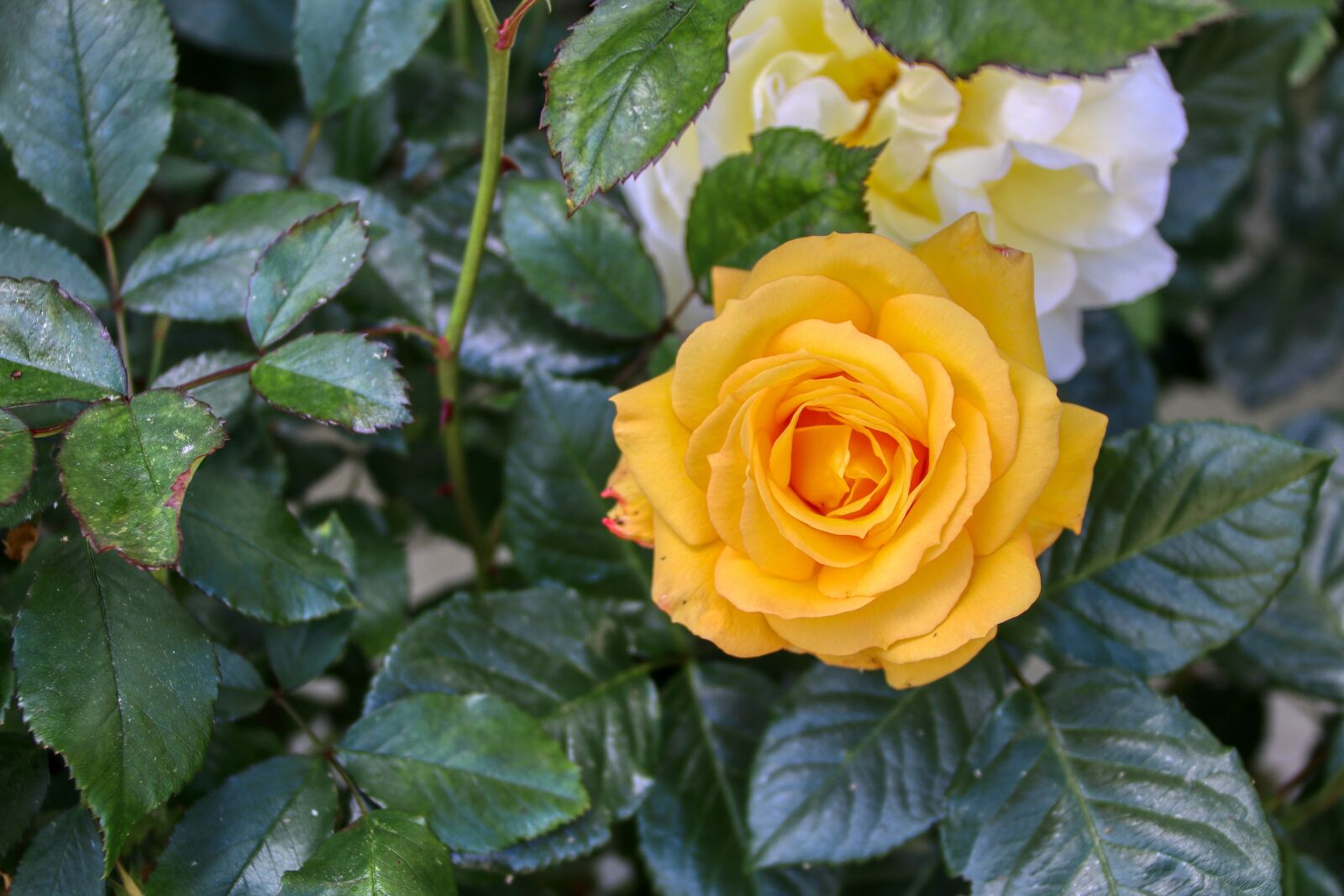 Canon EOS 80D sample photo. Rose, yellow, flower photography