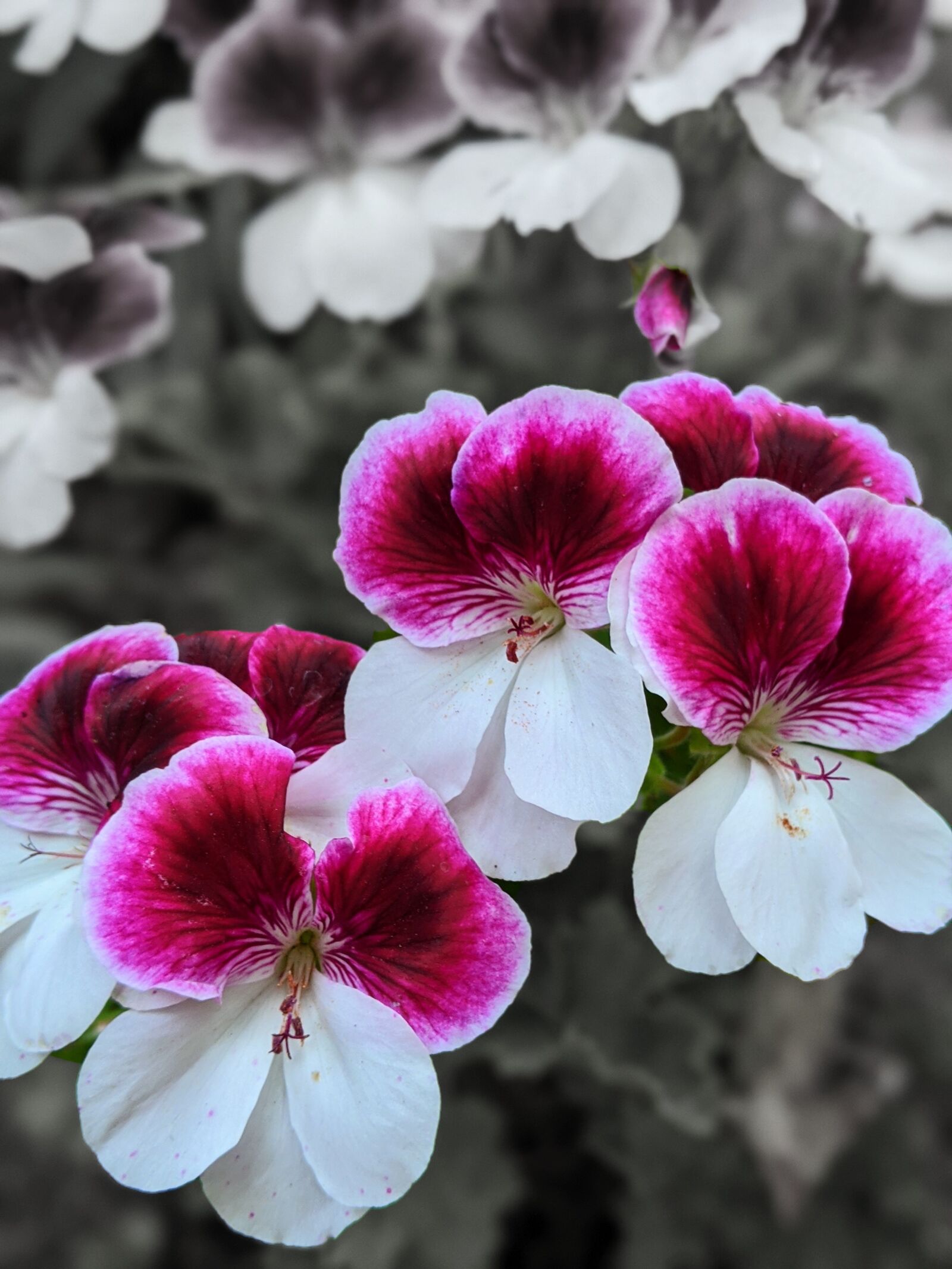 Google Pixel 3 XL sample photo. Geraniums, pink flowers, white photography