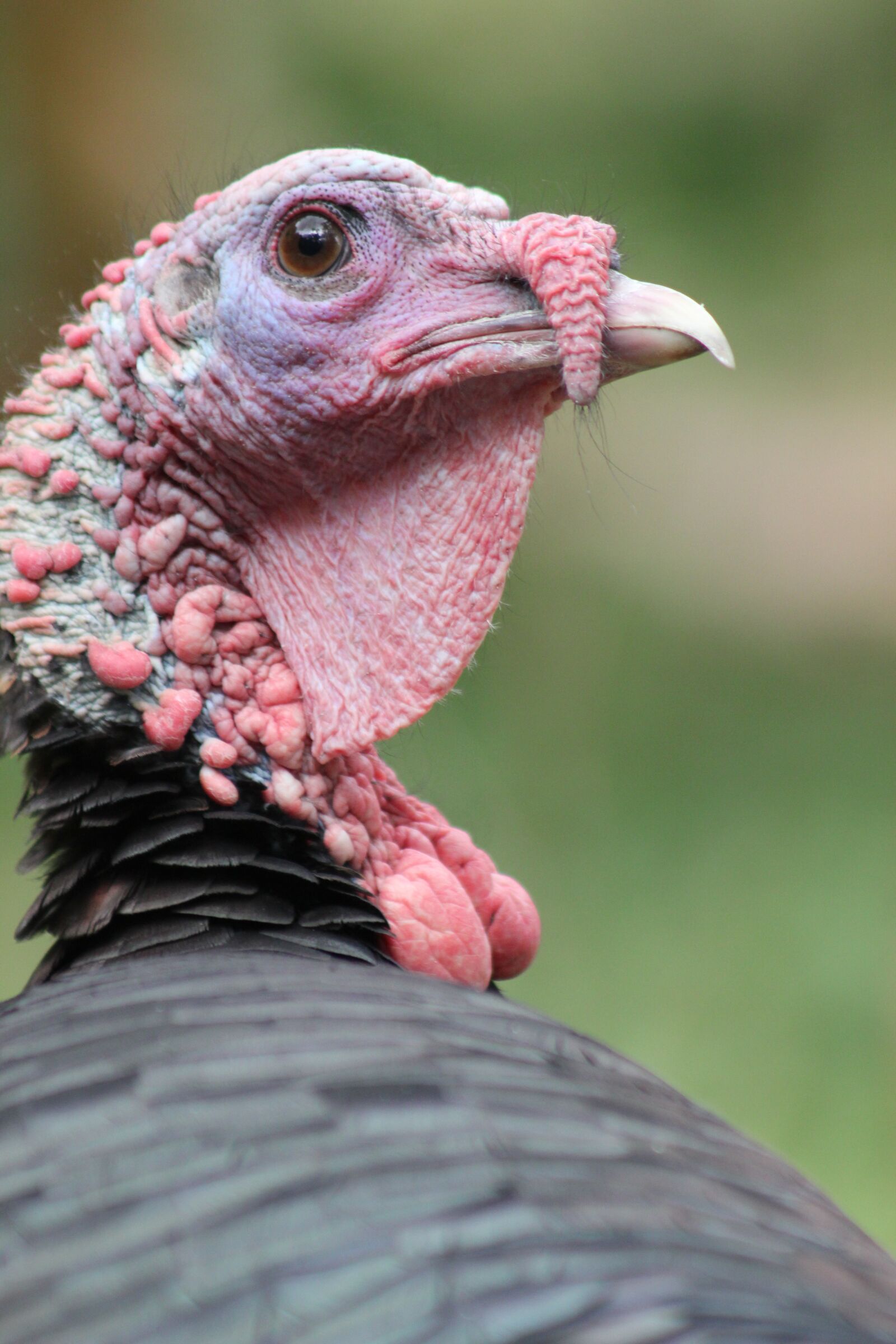 Canon EOS 550D (EOS Rebel T2i / EOS Kiss X4) sample photo. Turkey, bird, animal photography