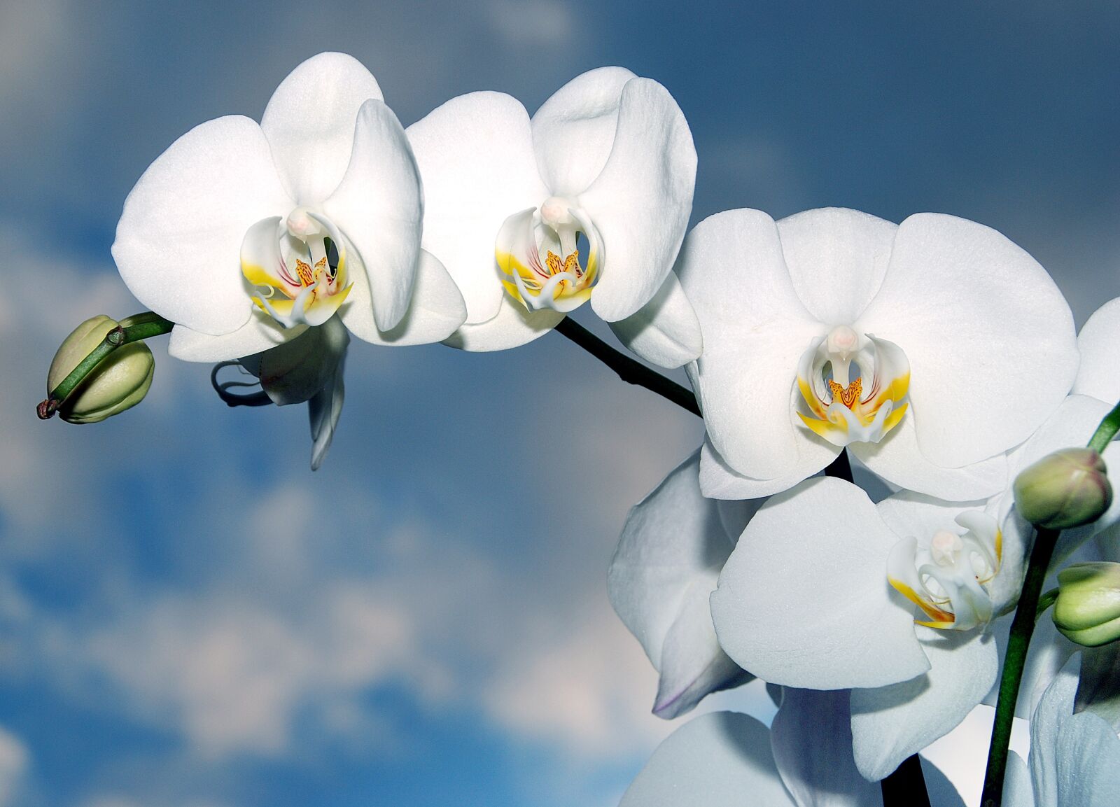 Nikon D80 sample photo. Orchid, flower, biel photography