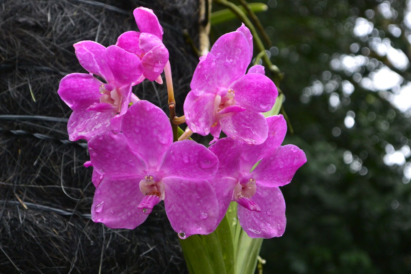 Nikon 1 V2 sample photo. Orchids, singapore, botanical garden photography