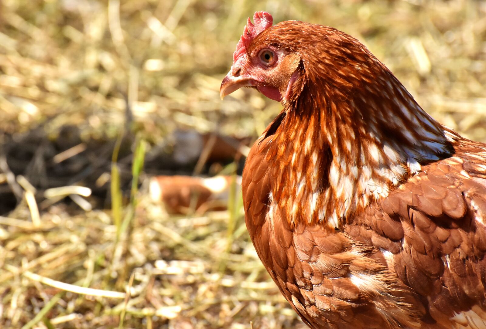 Nikon D7200 sample photo. Chicken, poultry, plumage photography