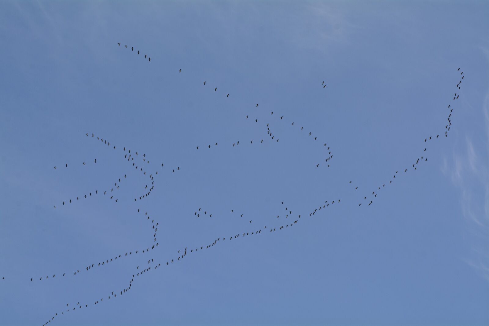 Nikon D7100 sample photo. Migratory birds, migratory bird photography