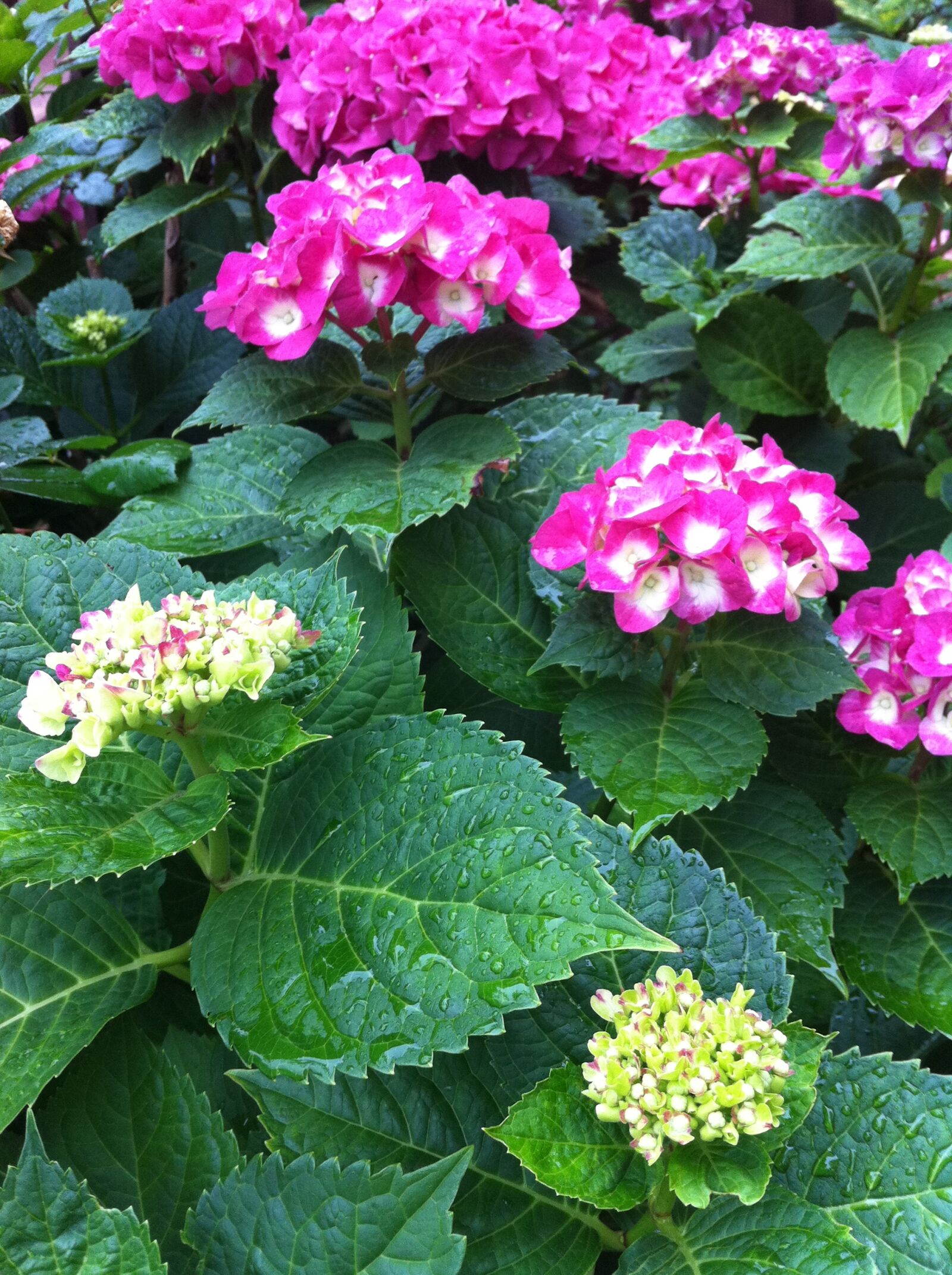 Apple iPhone 4 sample photo
