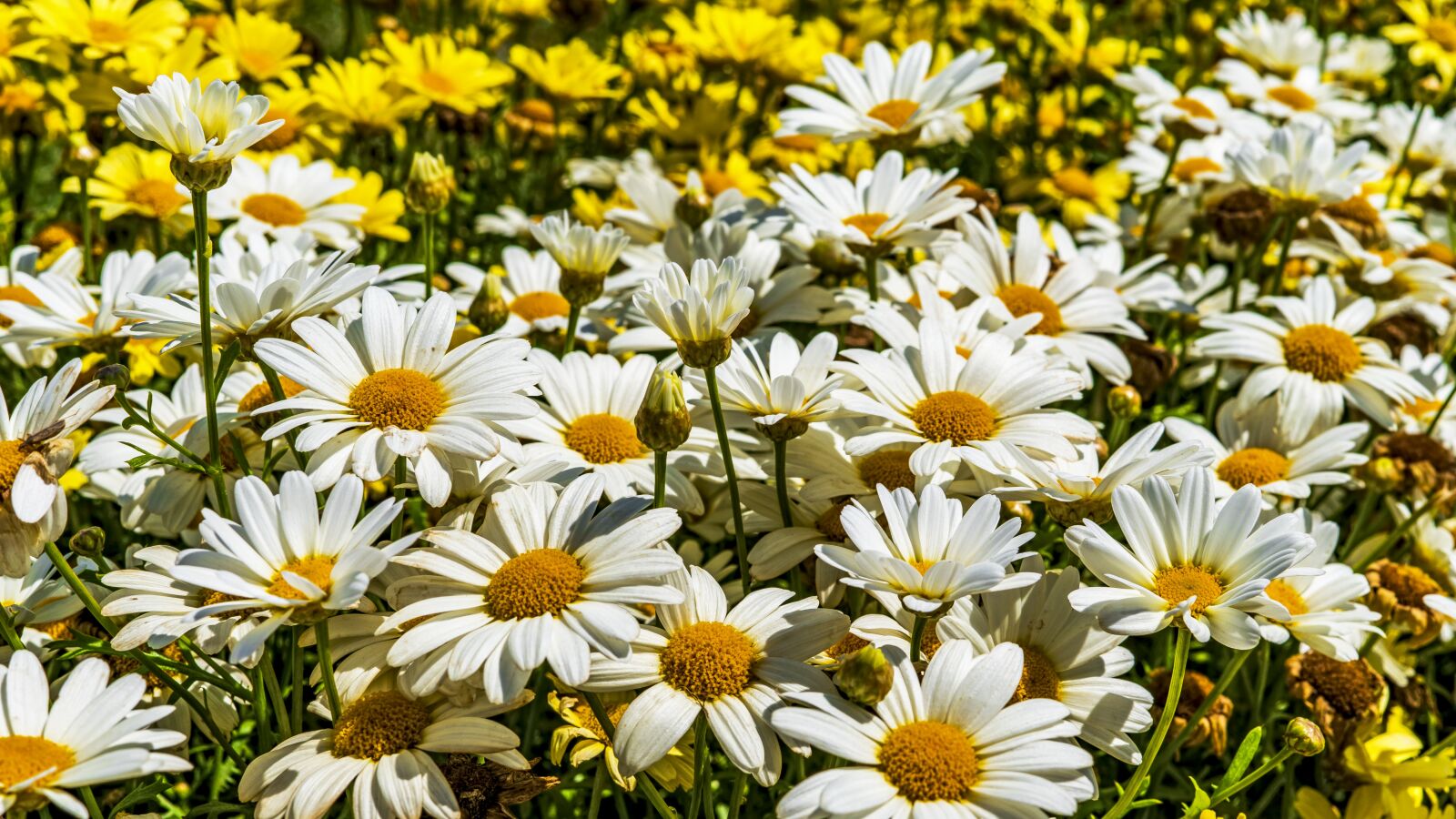 Sony a6300 + Sigma 30mm F2.8 EX DN sample photo. Magerite, flowers, close up photography