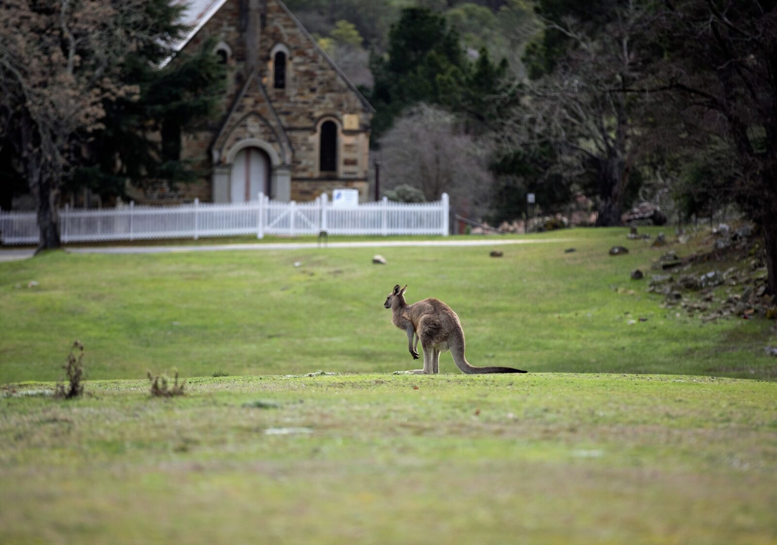 Canon EOS 5D Mark III sample photo. Kangaroo, church, architecture photography