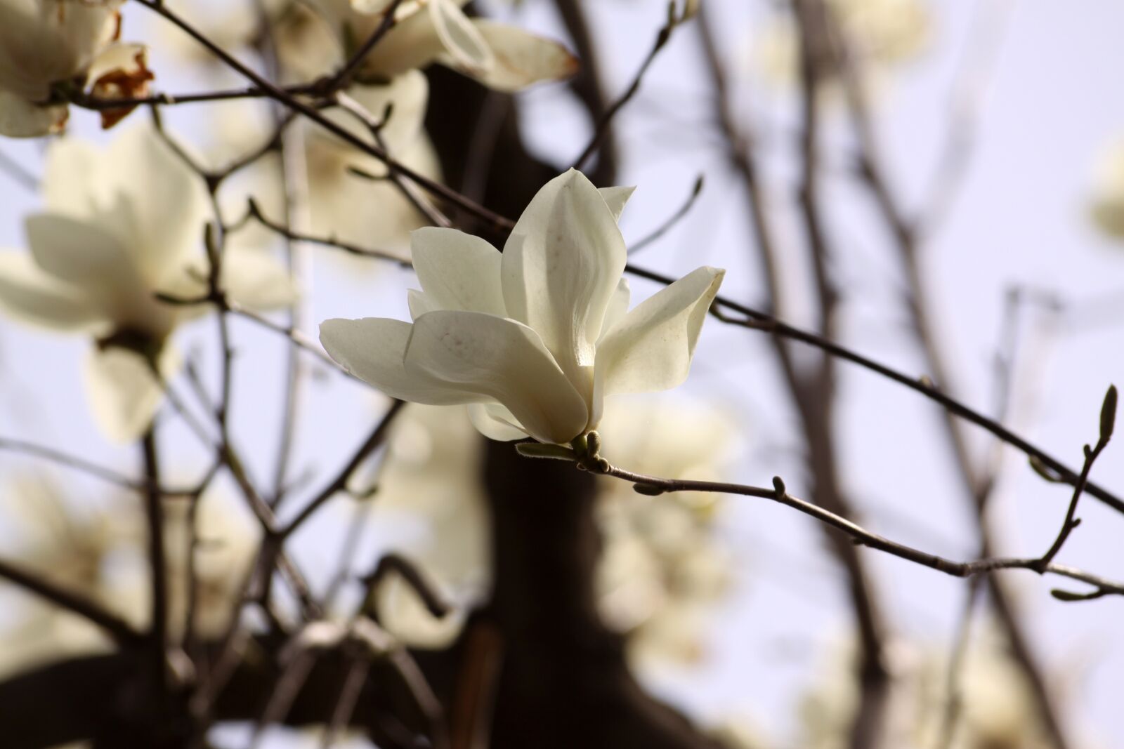Canon EOS 50D sample photo. Magnolia, flowers, spring photography