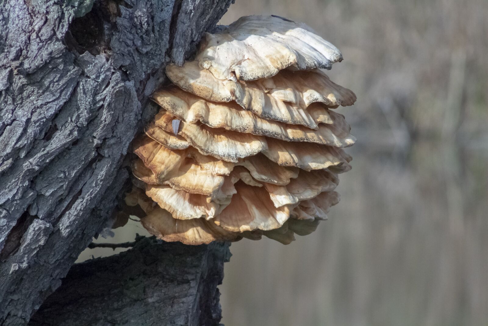 Canon EF75-300mm f/4-5.6 sample photo. Mushroom, fag in, spore photography