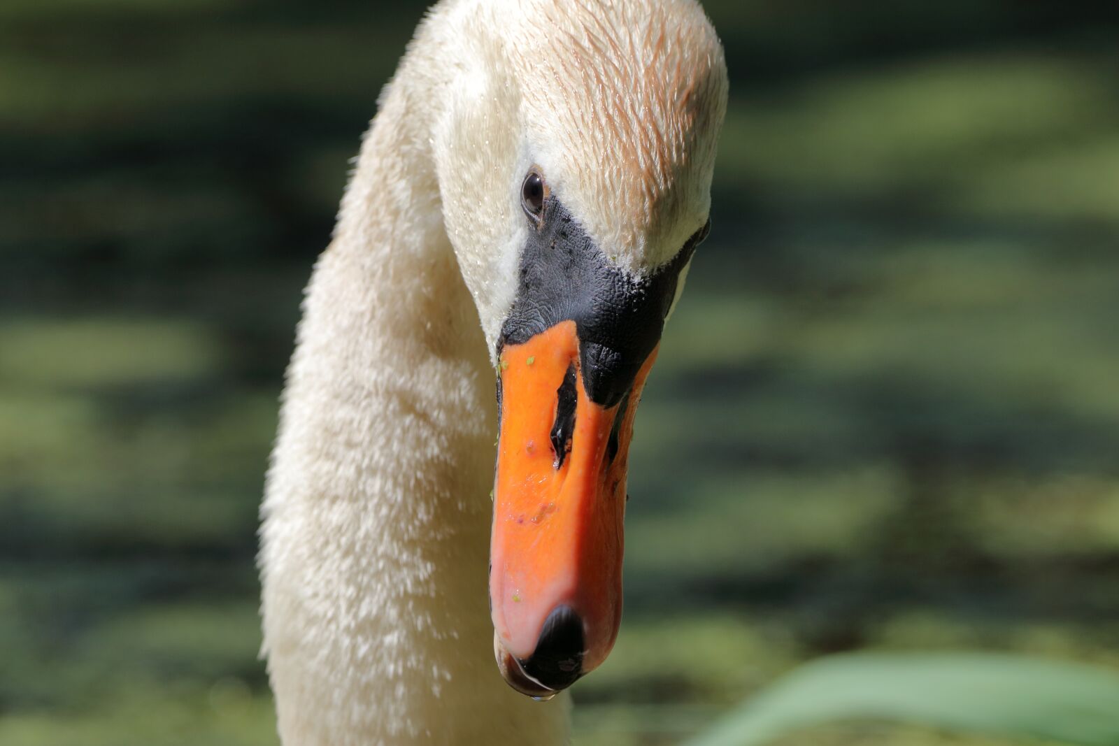 150-600mm F5-6.3 DG OS HSM | Contemporary 015 sample photo. Bird, nature, animal photography