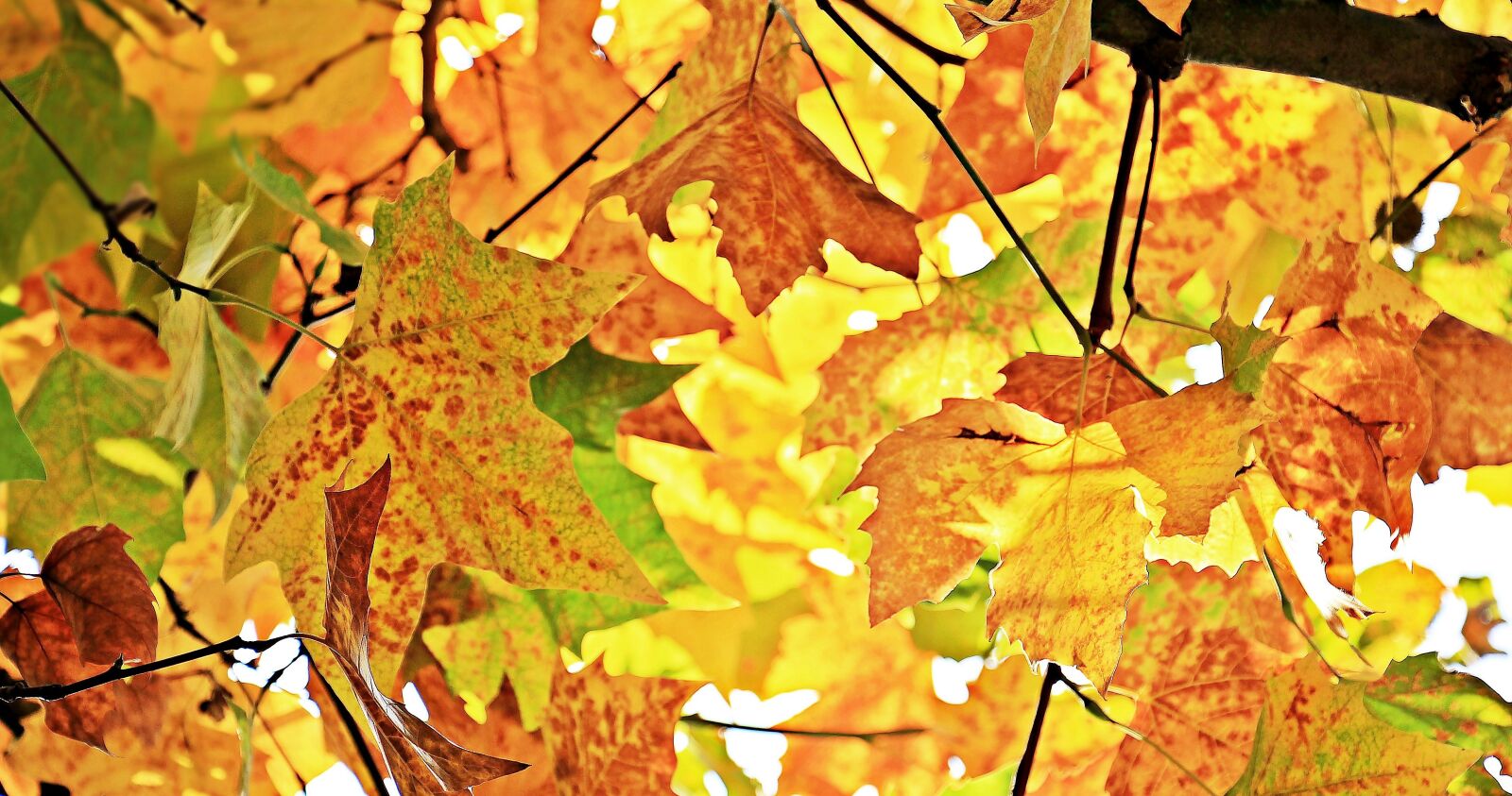 Canon EOS 550D (EOS Rebel T2i / EOS Kiss X4) sample photo. Autumn, fall leaves, leaves photography