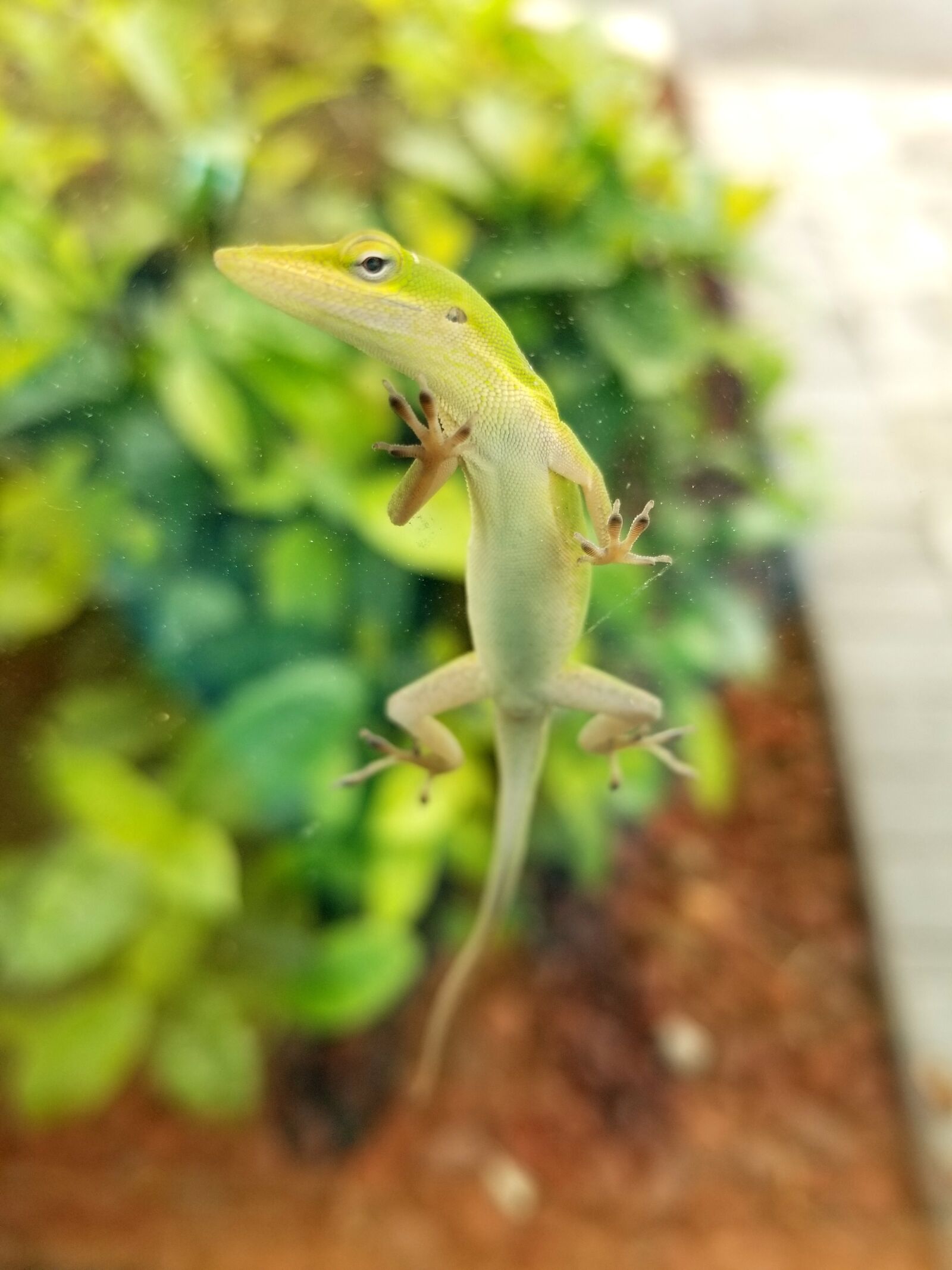 Samsung Galaxy S8 sample photo. Lizard, green, nature photography