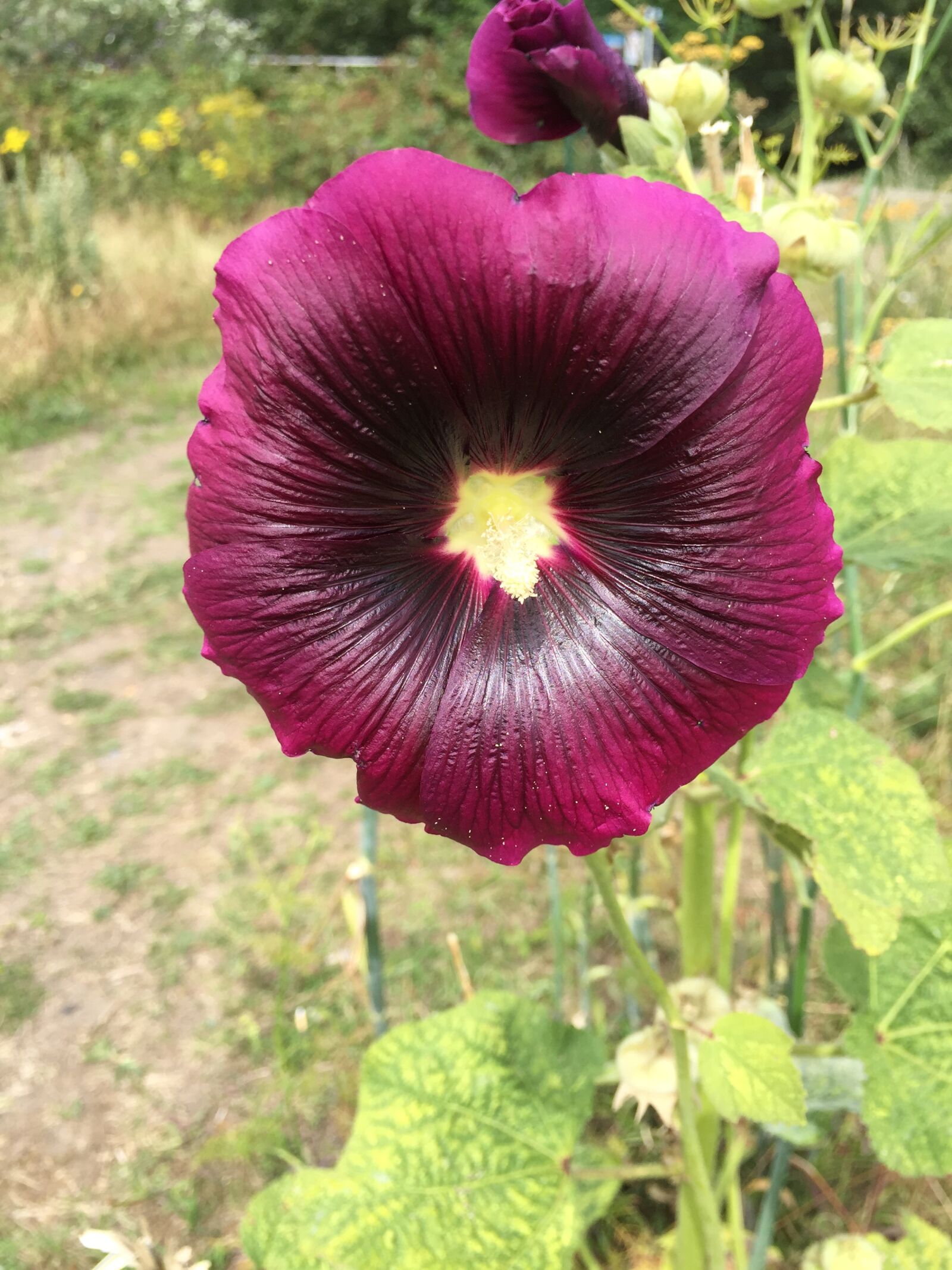iPhone 6 back camera 4.15mm f/2.2 sample photo. Flower, purple, hollyhock photography