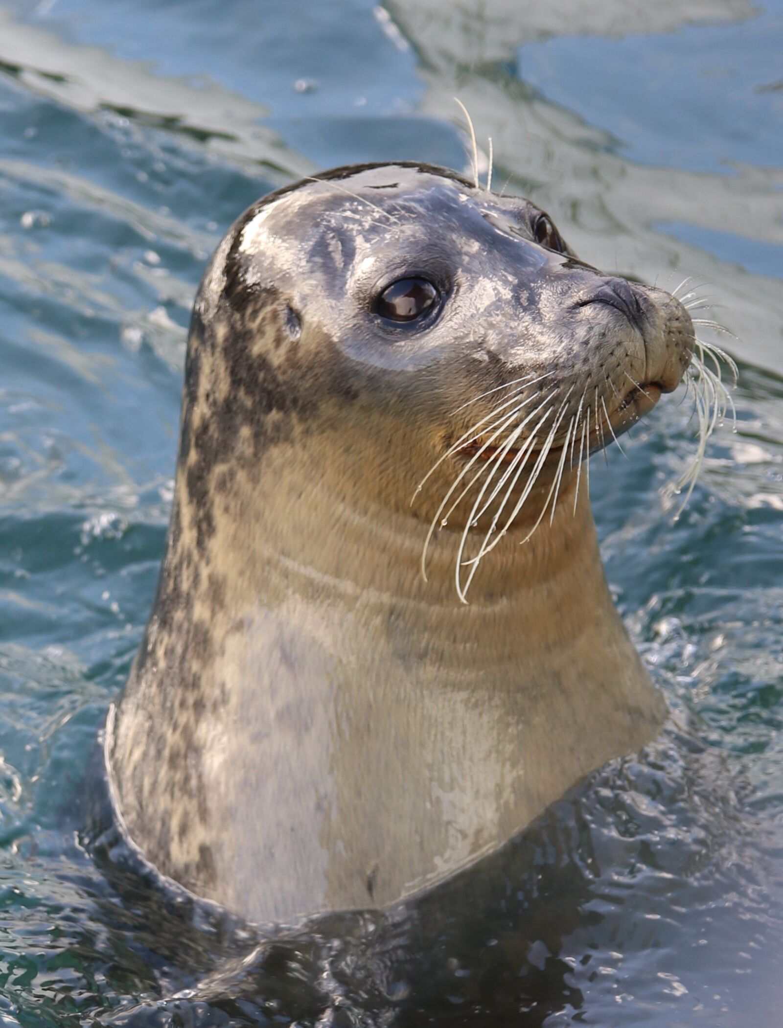 Canon EOS 80D sample photo. Sea lion, wildlife, water photography