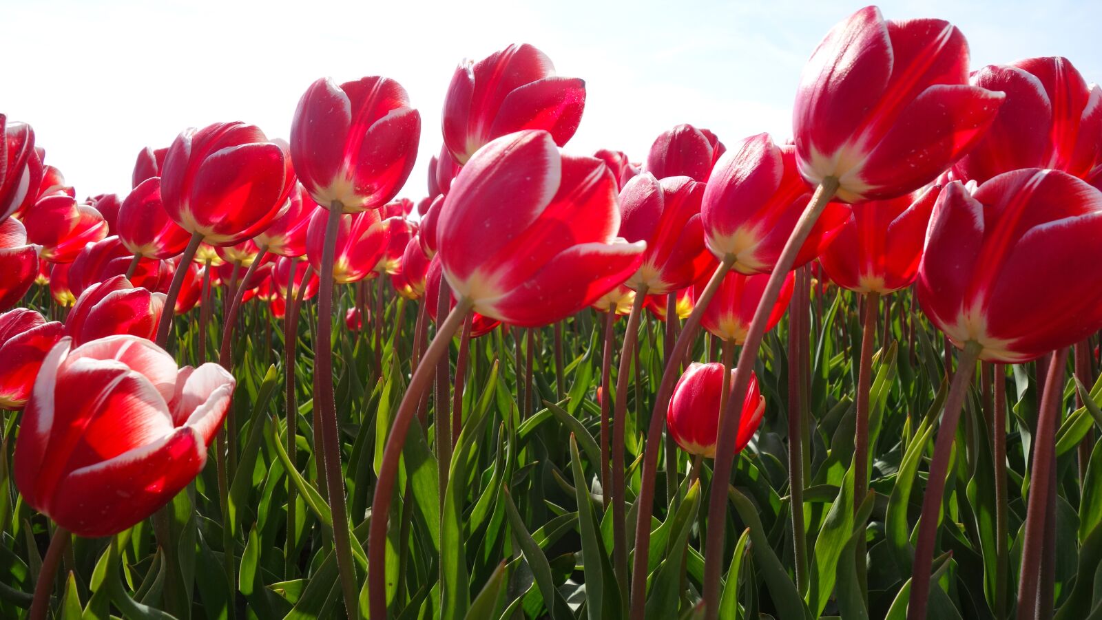 Sony Cyber-shot DSC-RX100 sample photo. Tulips, bulbs, tulip photography