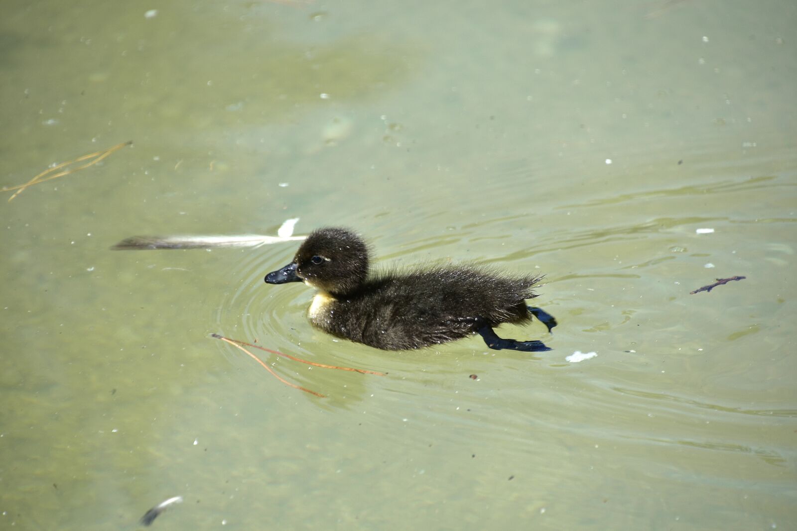 Nikon D7200 sample photo. Birds, ducks, animals photography