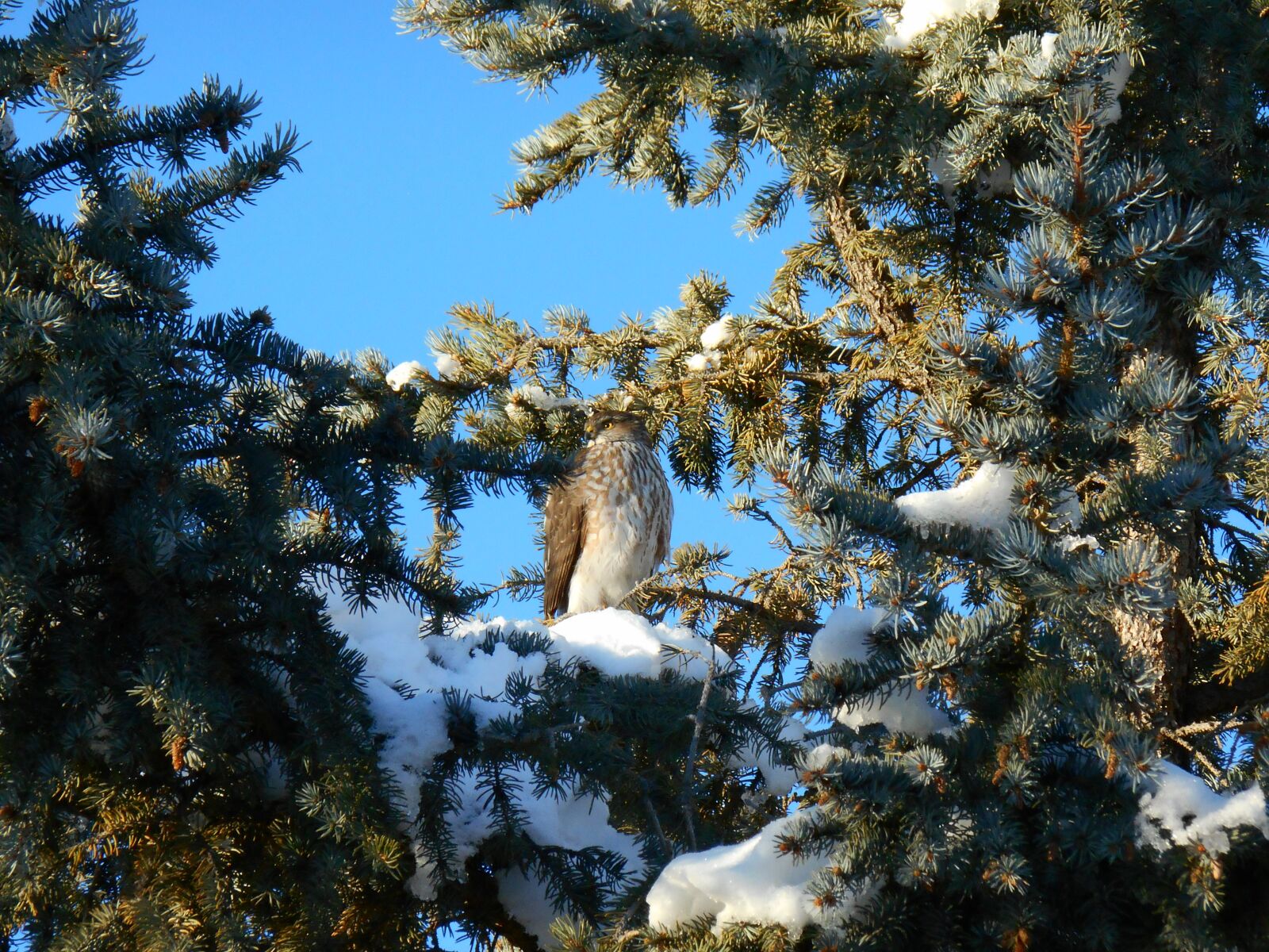 Nikon Coolpix S3500 sample photo. Nature, owl, wildlife photography