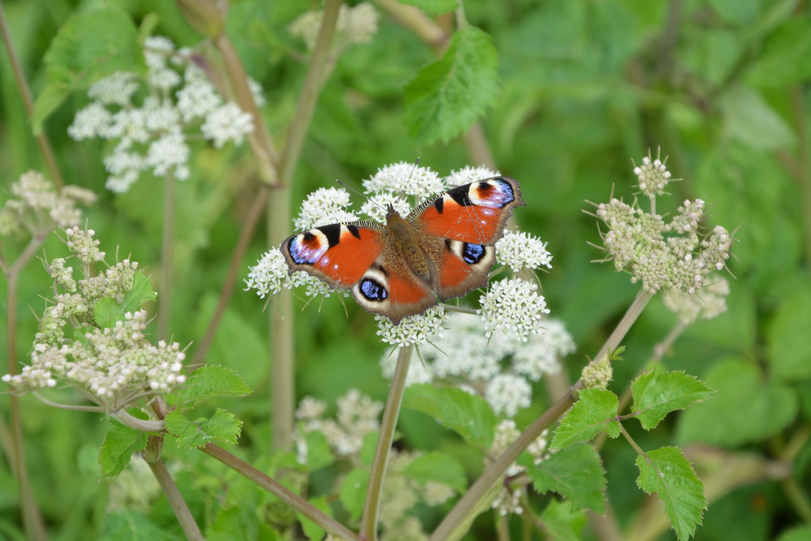 Nikon D5200 sample photo. Butterfly, color, flower photography