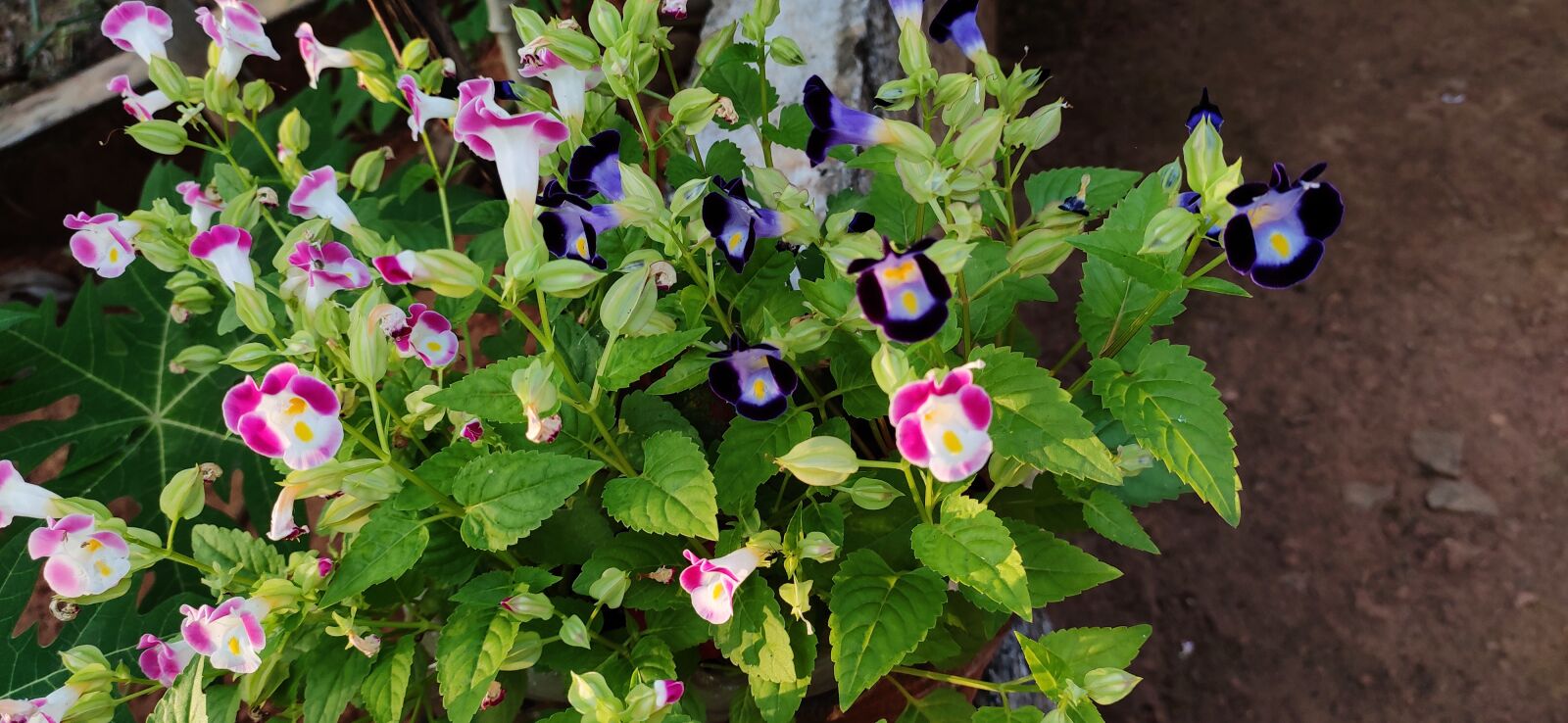 Xiaomi Redmi Note 7 Pro sample photo. Flower, green, vilot photography
