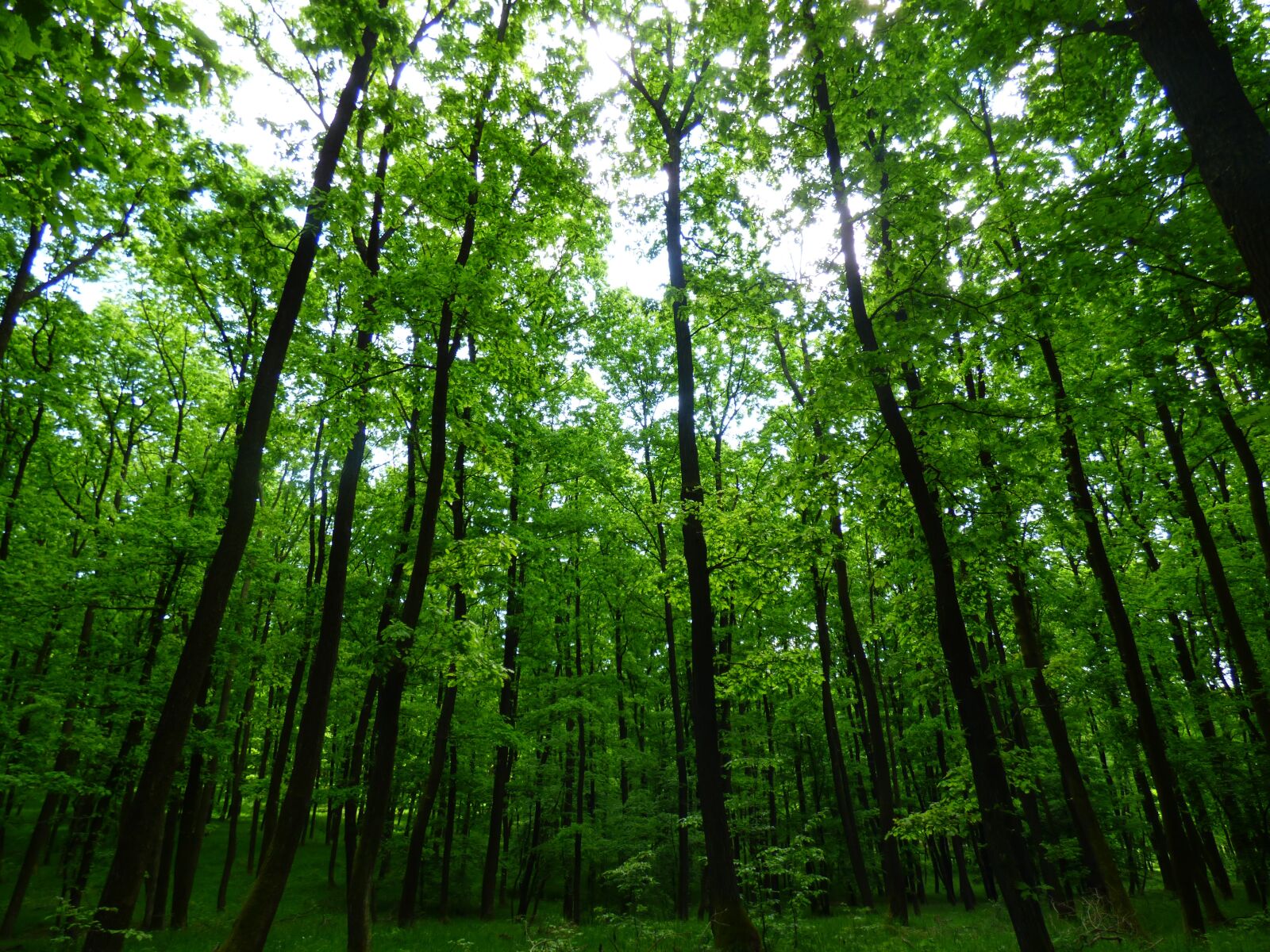 Panasonic DMC-FZ72 sample photo. Forest, trees, nature photography