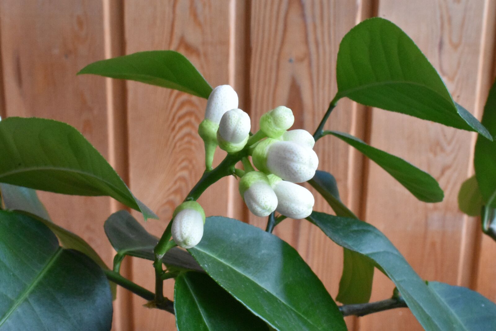 Nikon D3400 sample photo. Lemon, bud, home photography