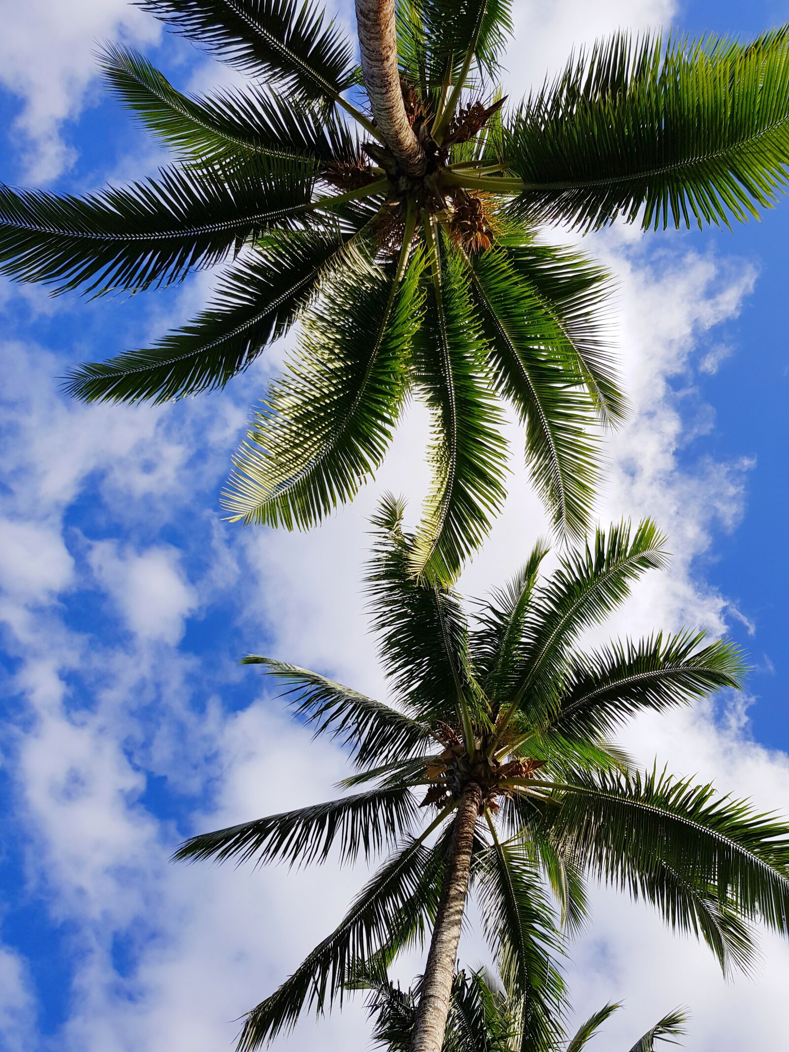 Samsung Galaxy S8 sample photo. Palms, himmel, tahiti photography