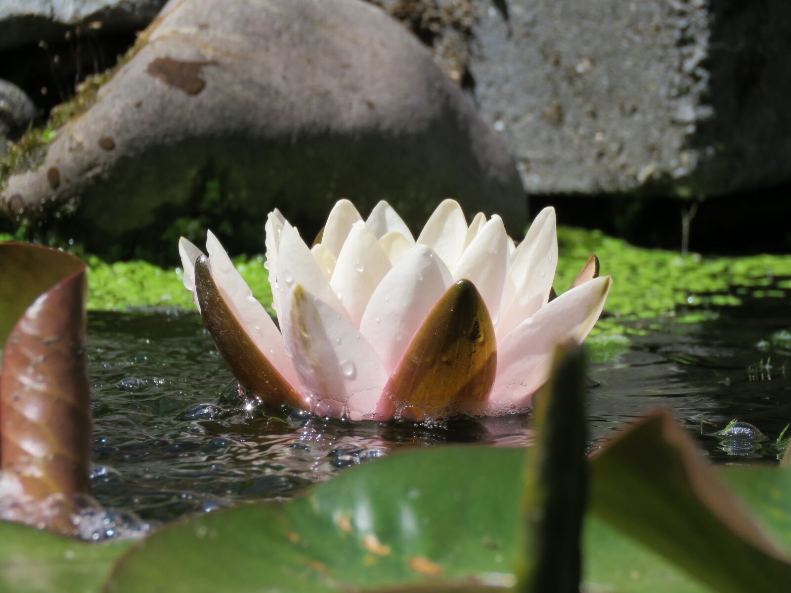 Canon PowerShot SX60 HS sample photo. Water lily, pond, flower photography