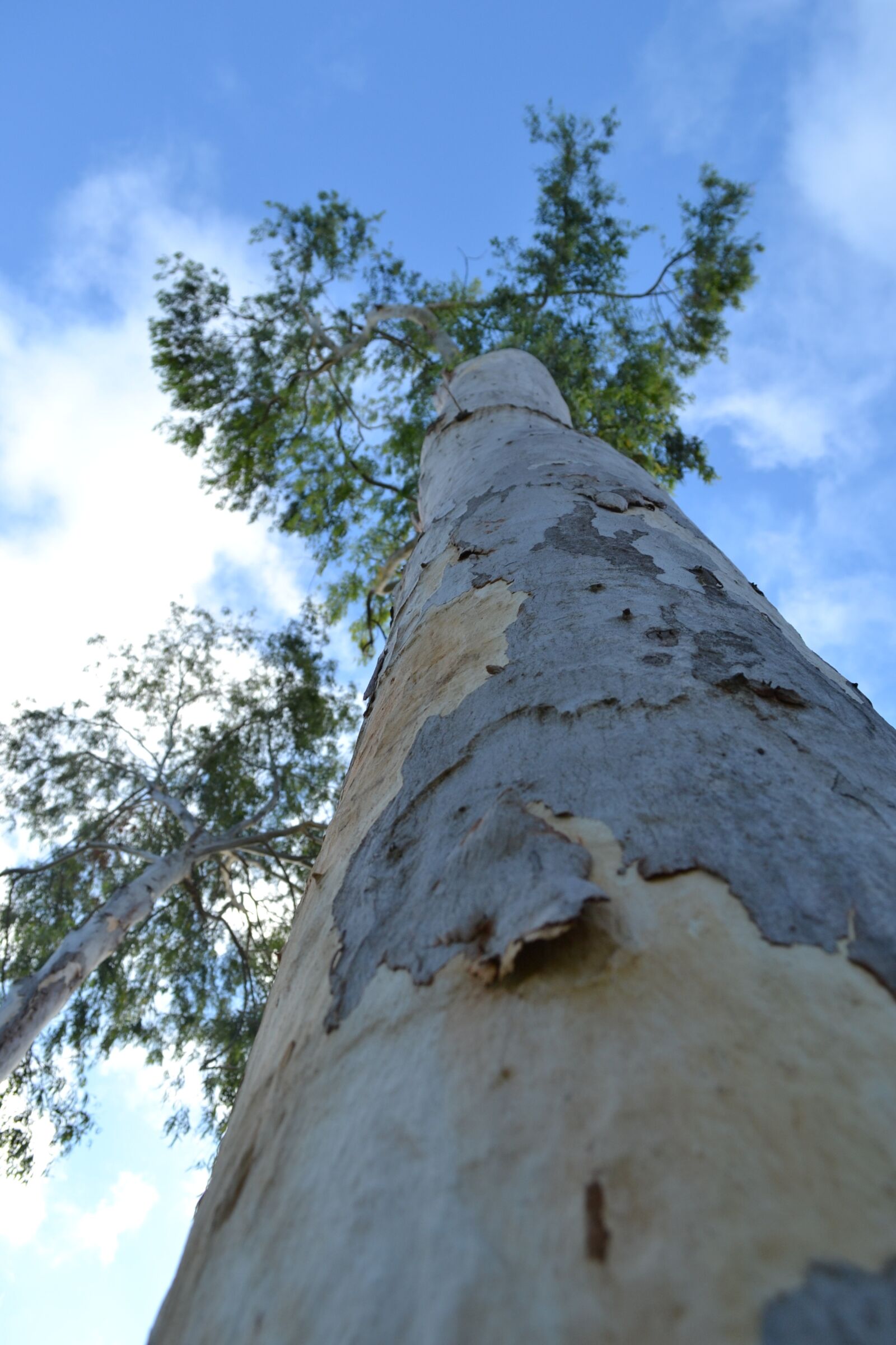 Nikon D3100 sample photo. Valencia plaza, tree, nature photography