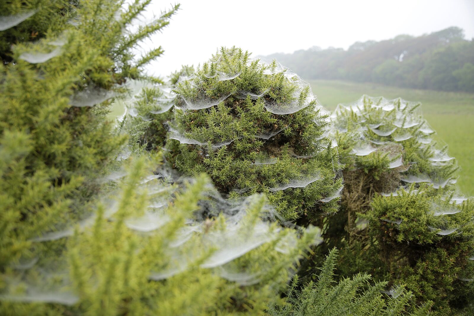 Canon EOS 5D Mark III sample photo. Spider webs, cold, gauze photography