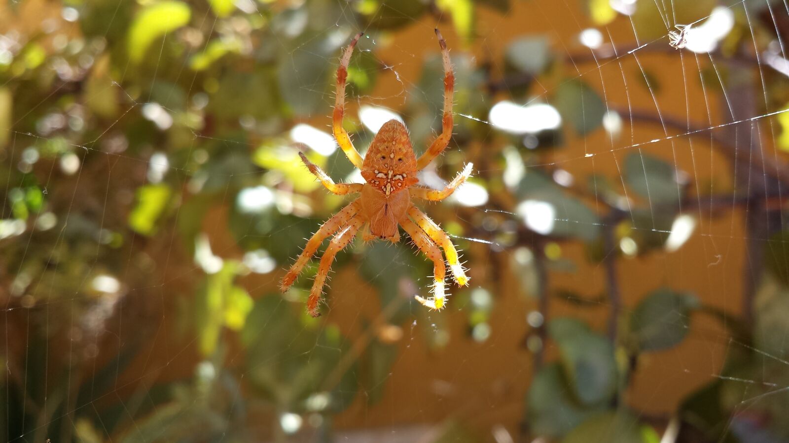 Samsung Galaxy S4 sample photo. Spider, arachnid, animals photography