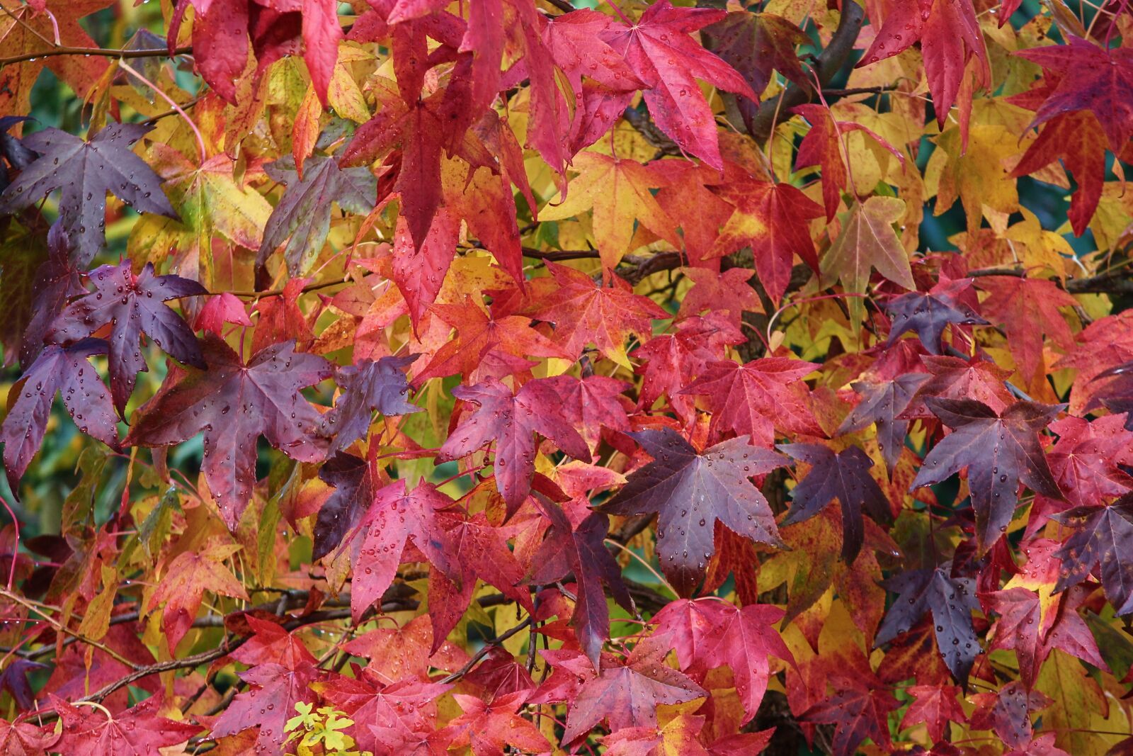 Canon EOS 1100D (EOS Rebel T3 / EOS Kiss X50) sample photo. Autumn, fall foliage, colorful photography
