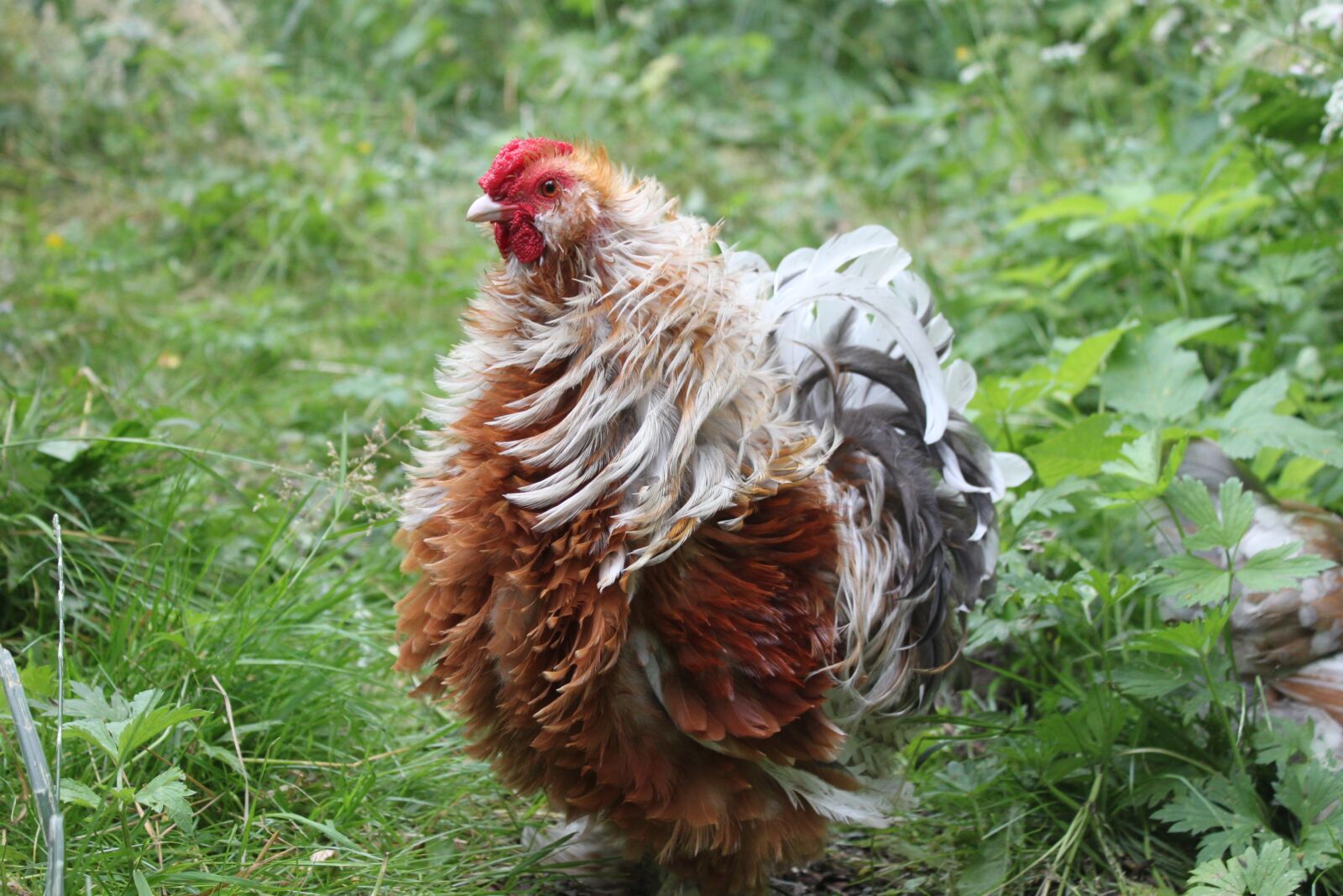 Canon EOS 500D (EOS Rebel T1i / EOS Kiss X3) sample photo. Hahn, chicken, chickens photography