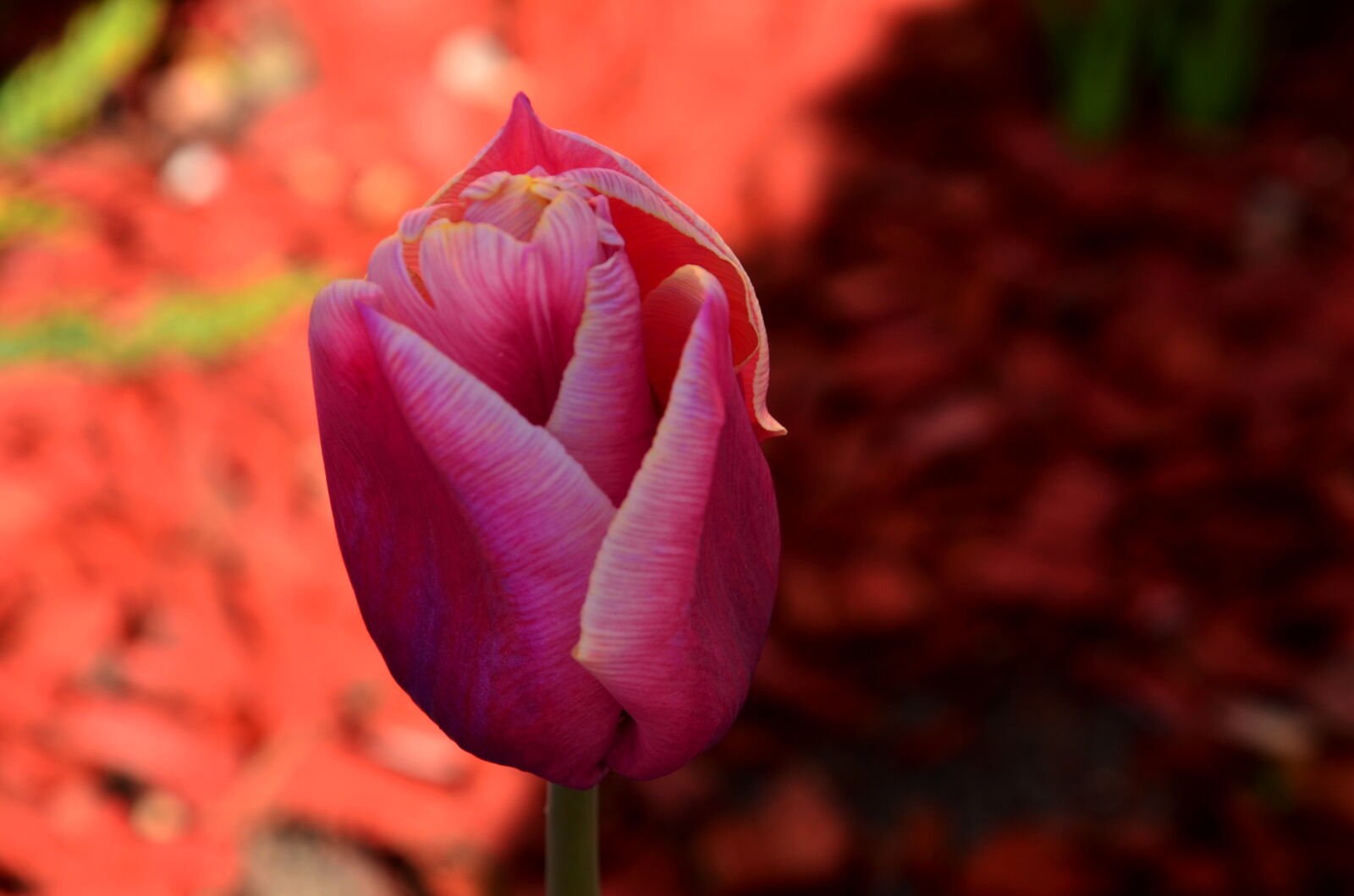Nikon D5100 sample photo