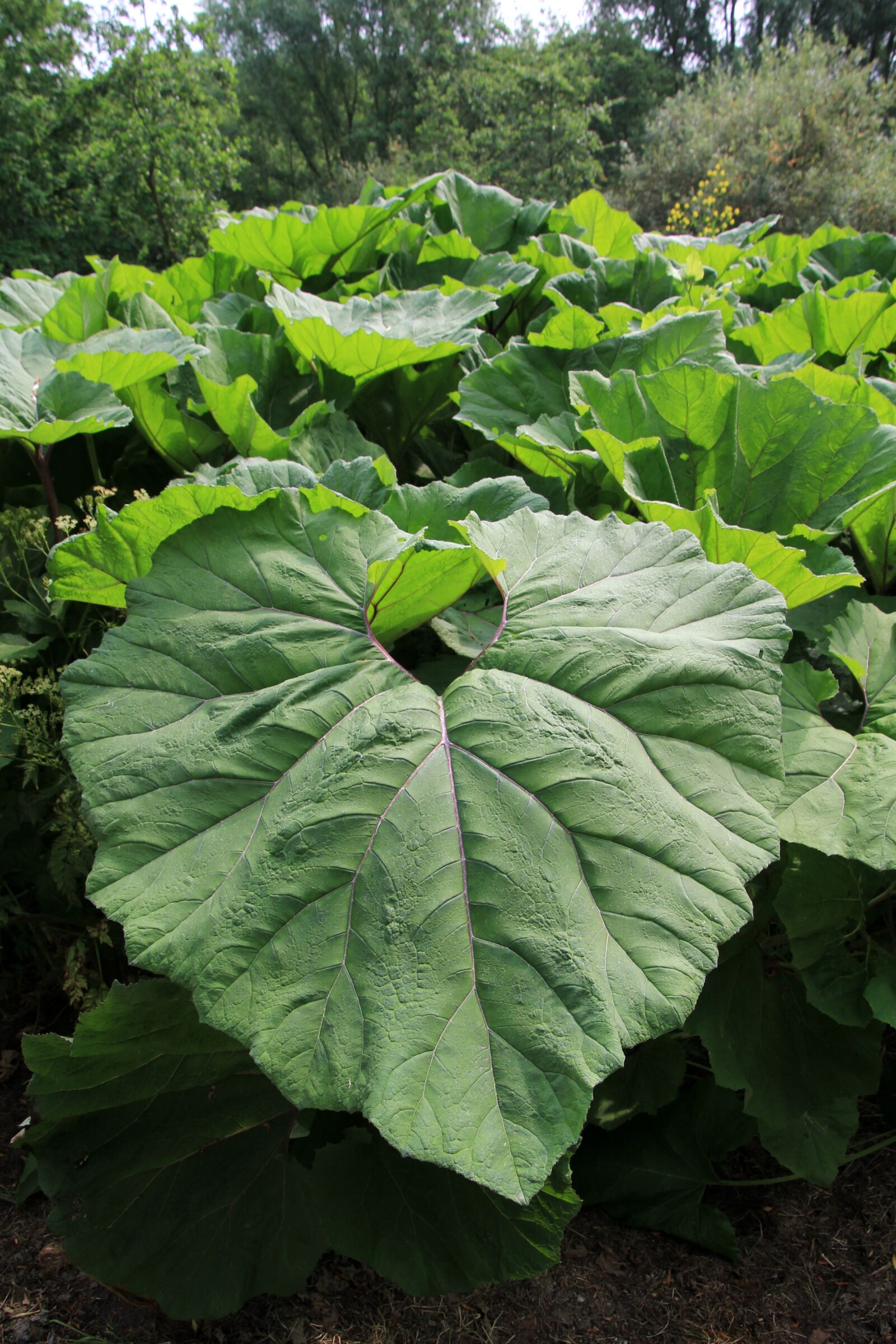 Canon EOS 60D sample photo. Large leaves, green, acanthus photography