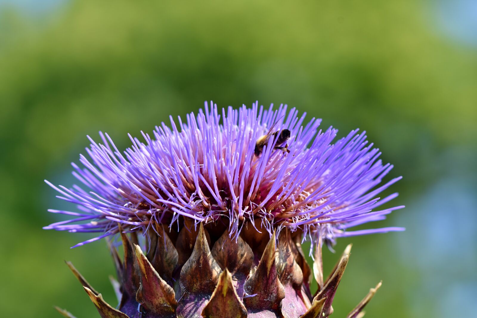 Nikon D7200 sample photo. Artichoke, vegetables, flower vegetables photography