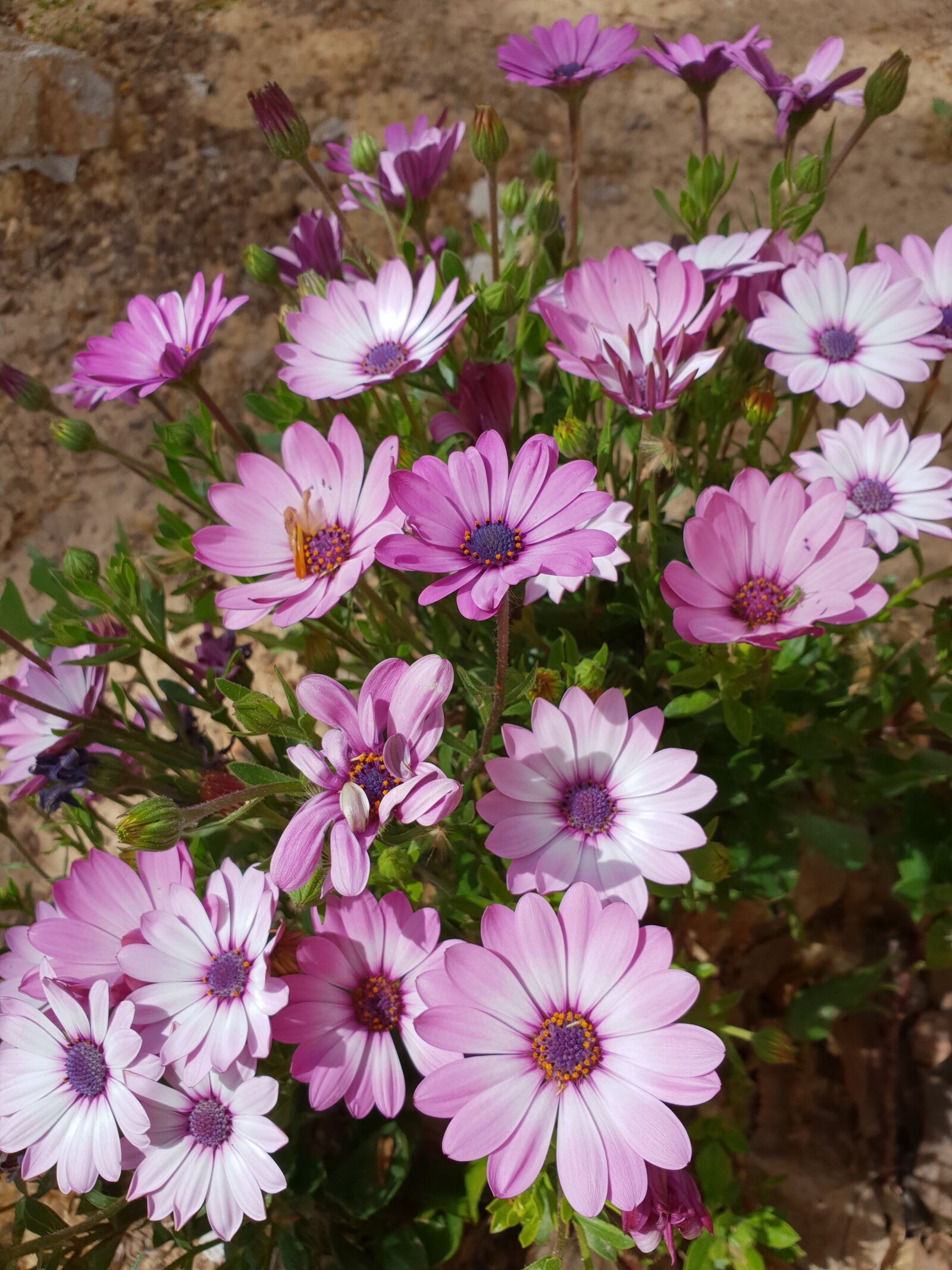 Samsung Galaxy S9+ sample photo. Flor, flores, margaritas photography