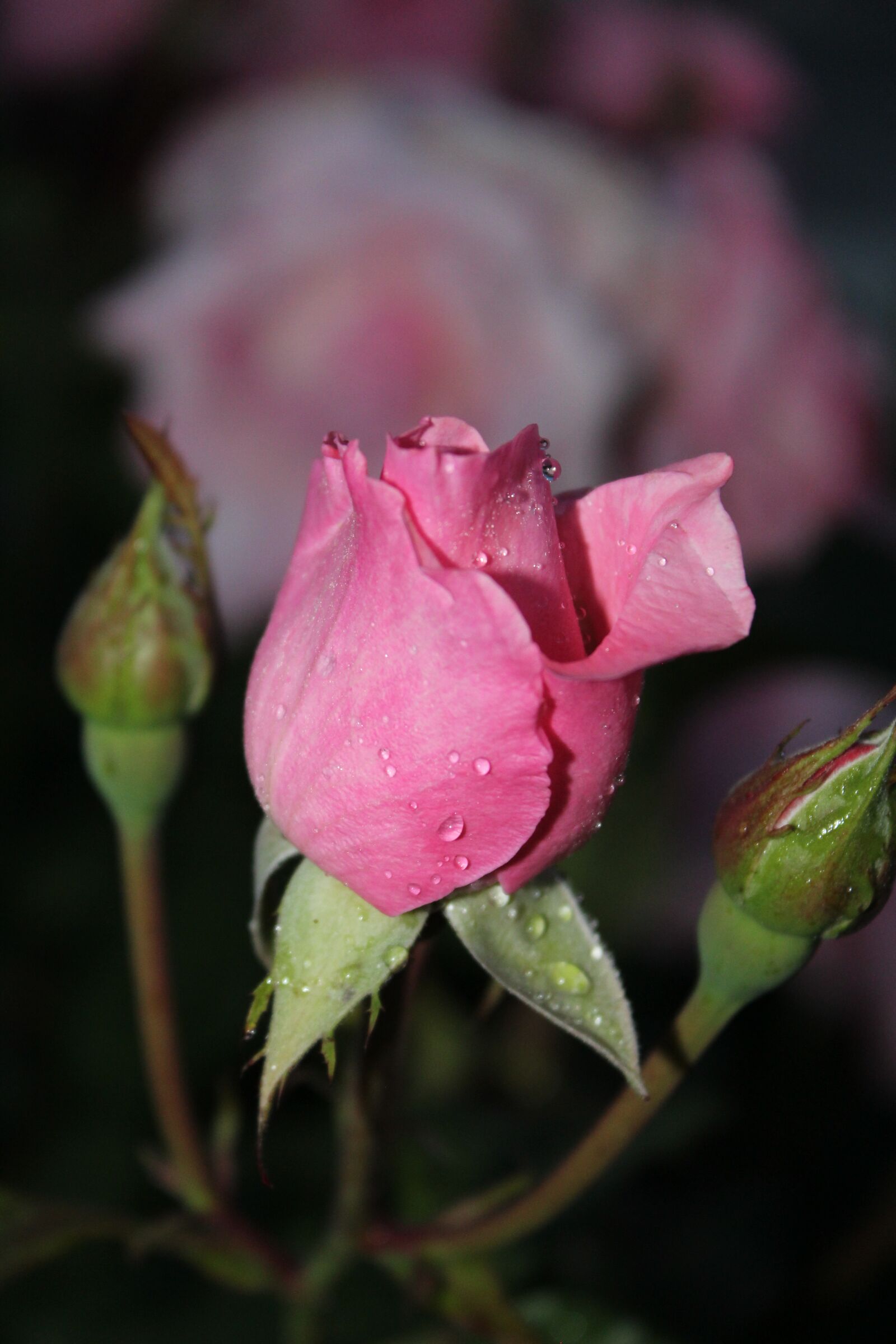 Canon EOS 1200D (EOS Rebel T5 / EOS Kiss X70 / EOS Hi) sample photo. Pink, flower, rosebush photography