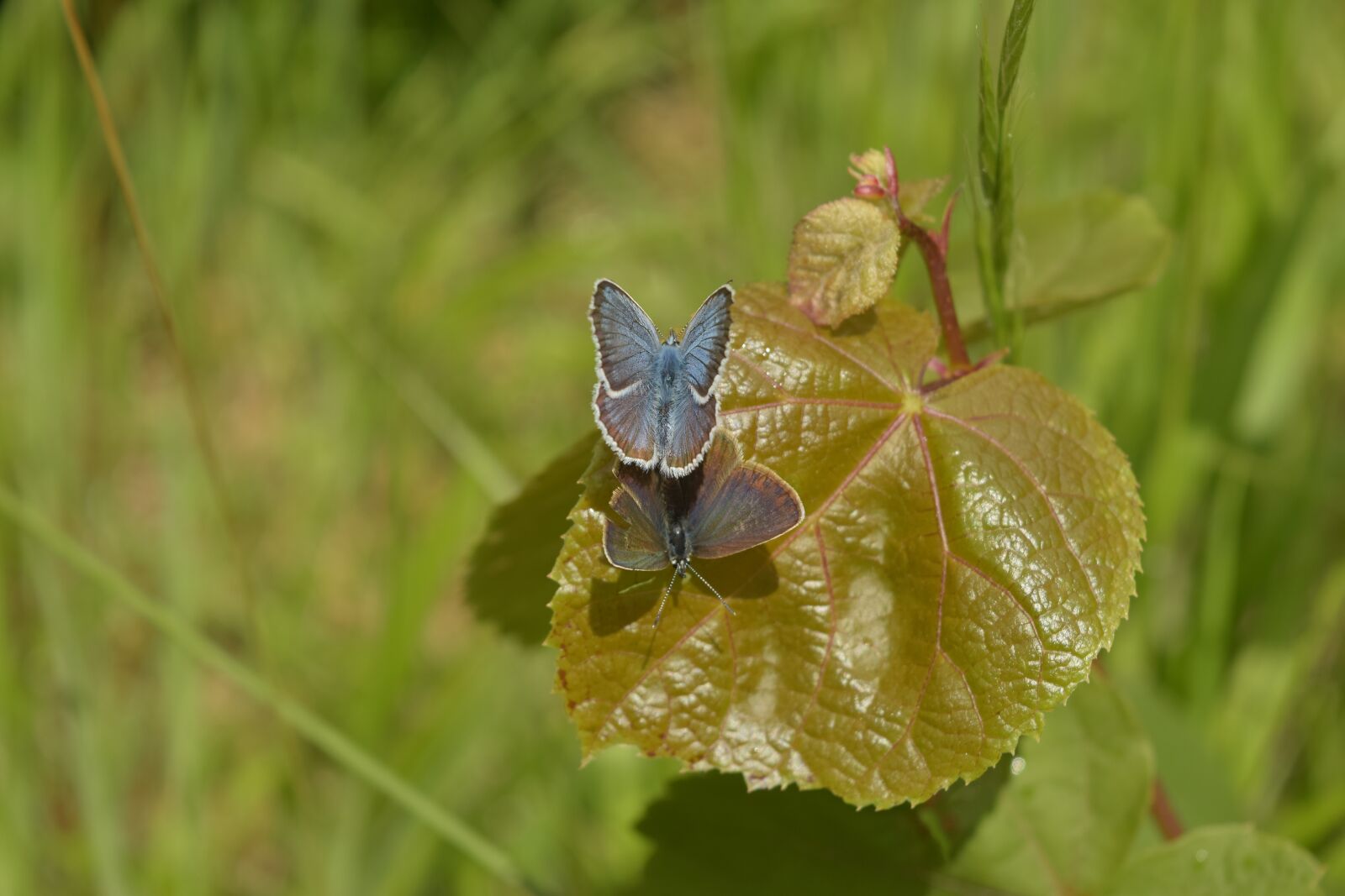 Nikon D5300 sample photo. Macro, butterfly, leaf photography