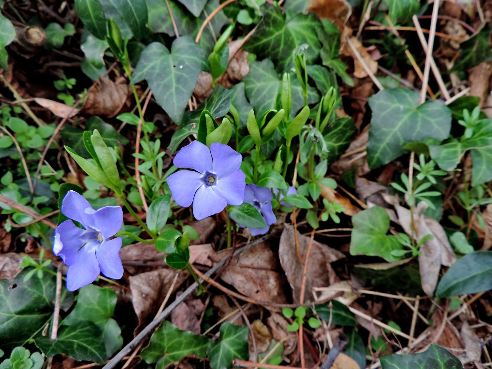 Nikon Coolpix P520 sample photo. Ecology, ground, spring time photography