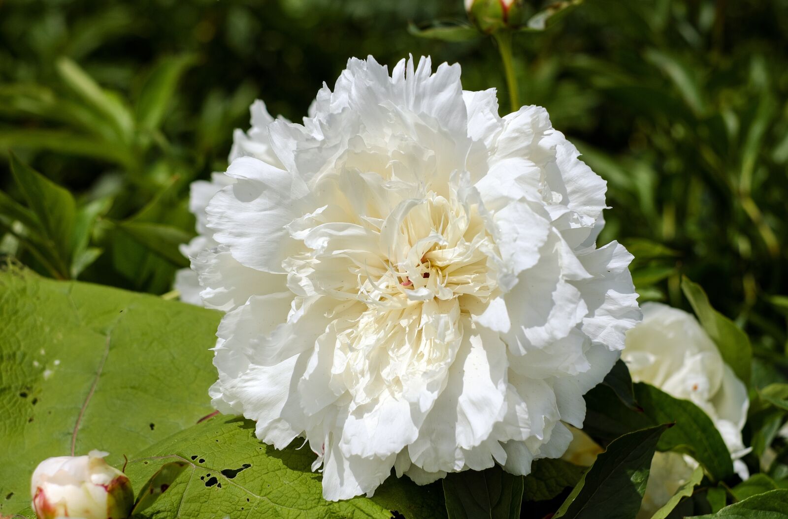 Fujifilm X-T10 + Fujifilm XF 35mm F1.4 R sample photo. Peony, flower, blossom photography