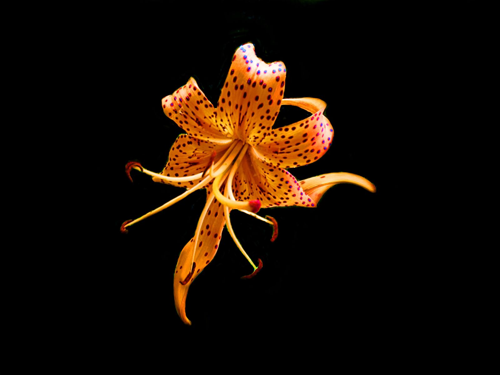 Sony Cyber-shot DSC-W800 sample photo. Tiger lily, orange, flower photography