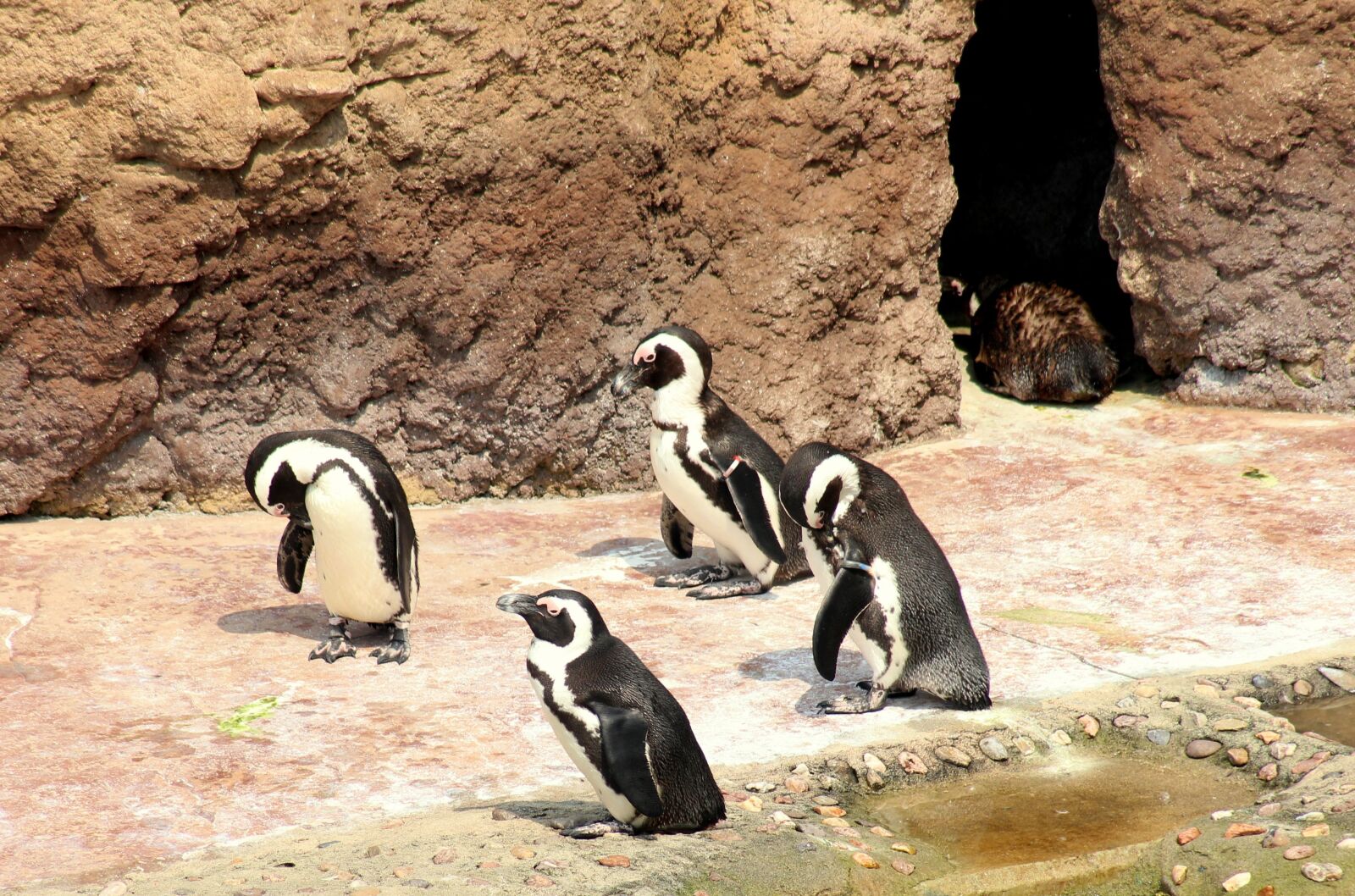 Canon EOS 1200D (EOS Rebel T5 / EOS Kiss X70 / EOS Hi) sample photo. Penguins, birds, animals photography