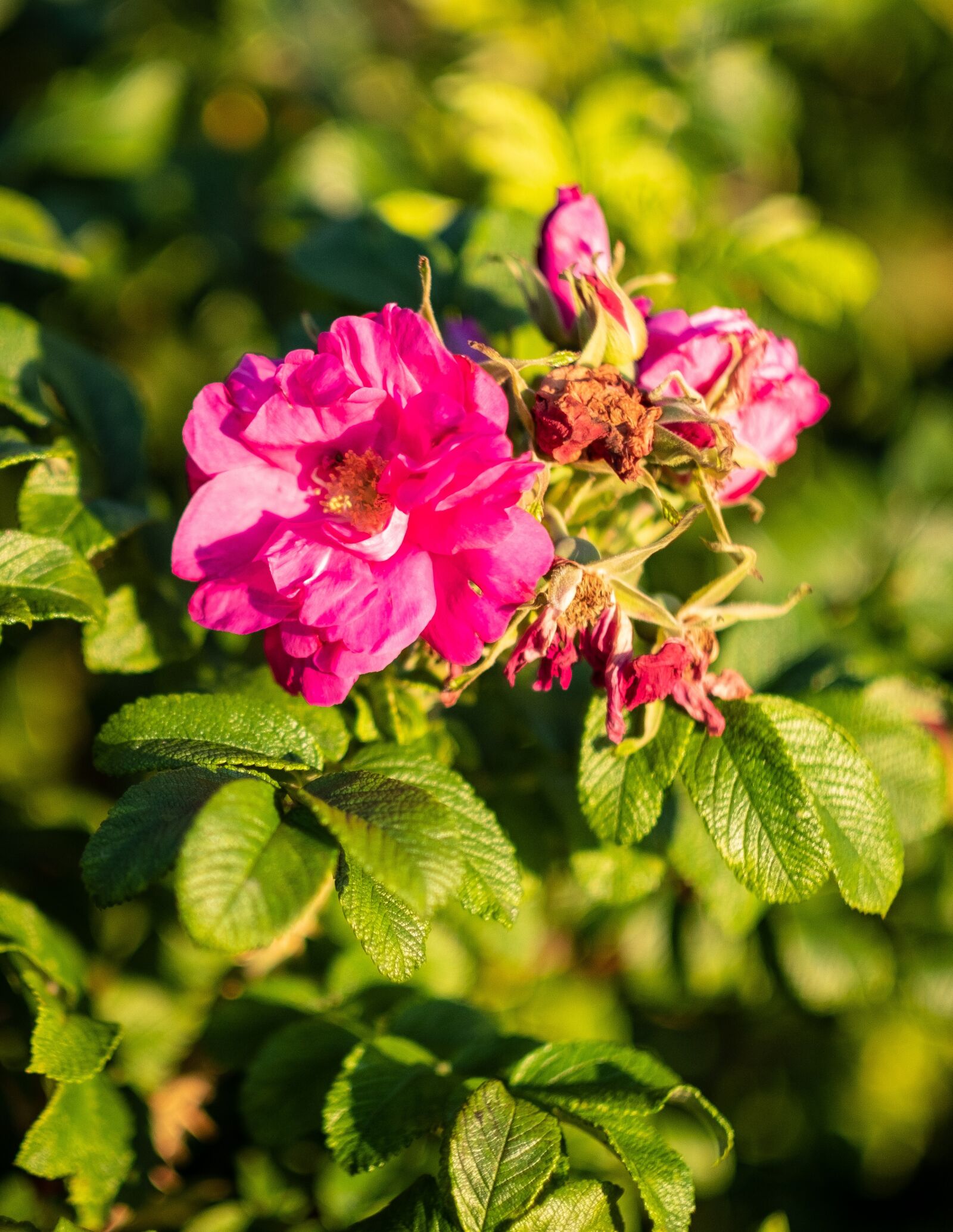 Fujifilm X-T2 + Fujifilm XF 56mm F1.2 R sample photo. Bush, blossom, bloom photography