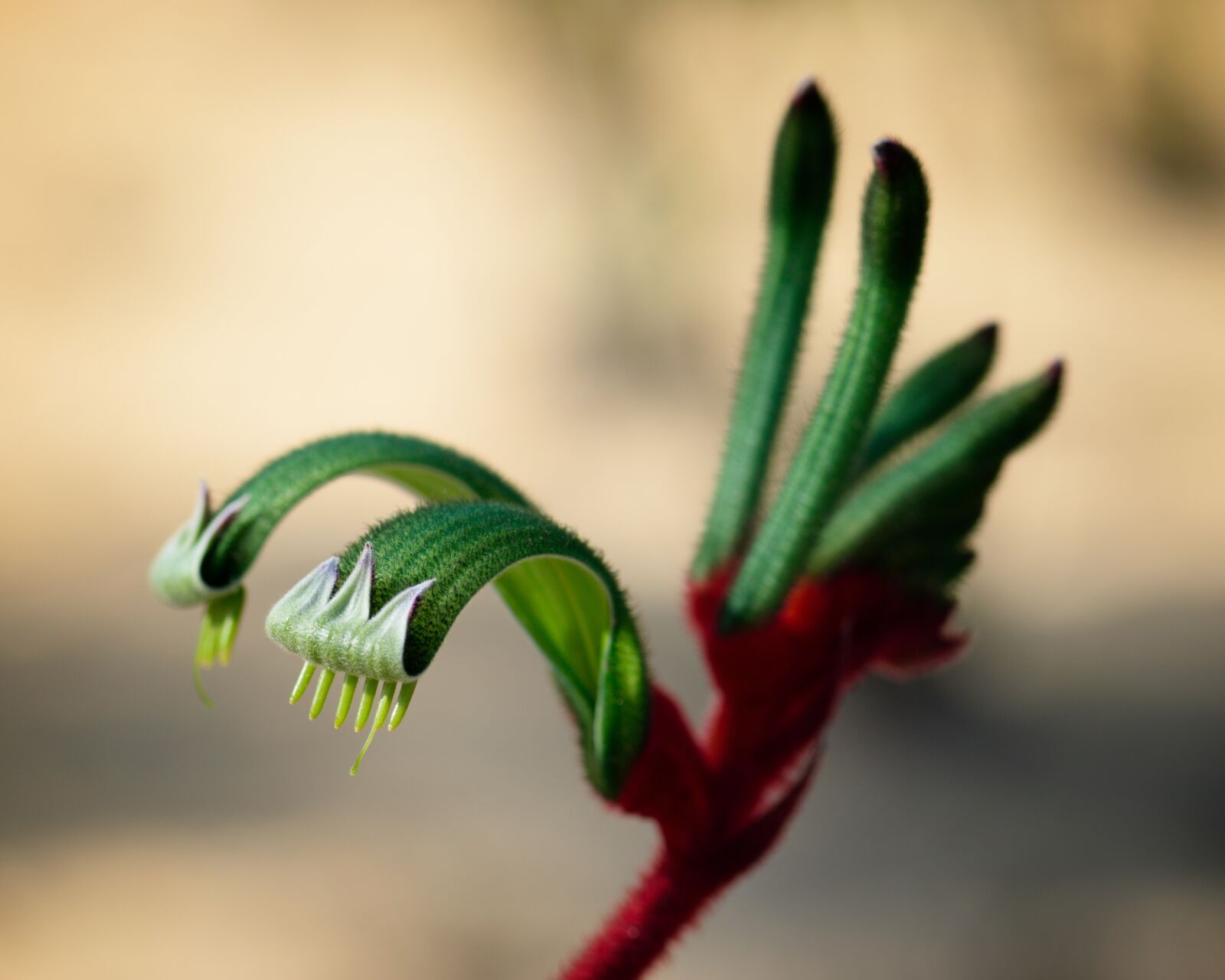 Nikon D3300 sample photo. Kangaroo paw, australia, native photography
