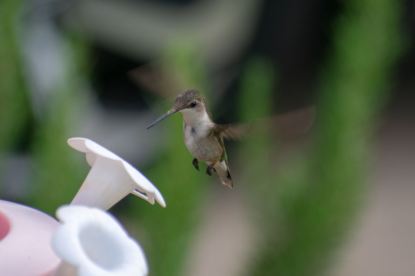 Nikon D3400 sample photo. Bird, nature, hummingbird photography